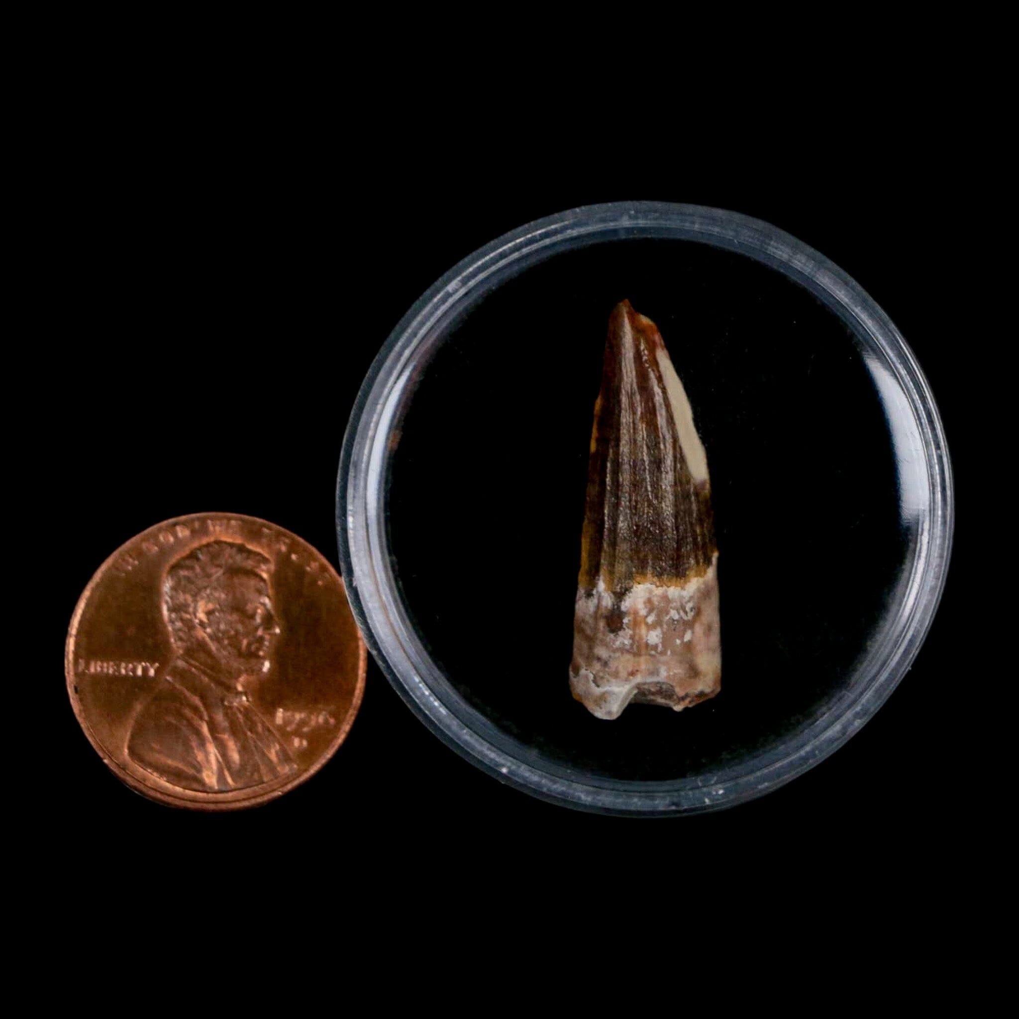 Authentic Suchomimus Fossil Tooth - Cretaceous Spinosaurid Dinosaur Specimen from Niger with COA | Perfect for Paleontology Collections, Educational Displays & Dinosaur Enthusiasts