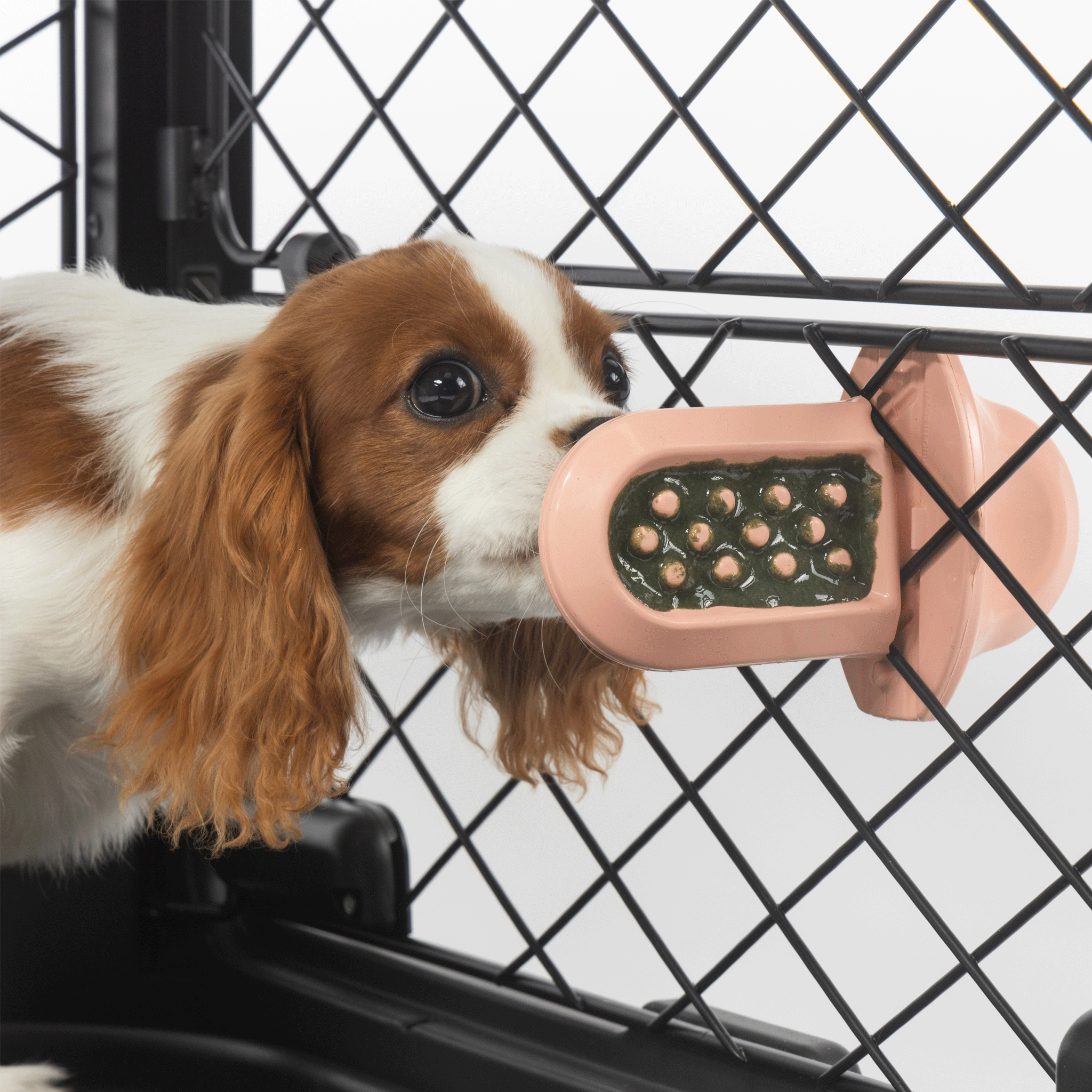 Diggs Groov Crate Dog Crate Training Aid in Blush - Perfect for Puppy Training, Housebreaking & Travel | Durable & Comfortable Pet Carrier for Small to Medium Dogs