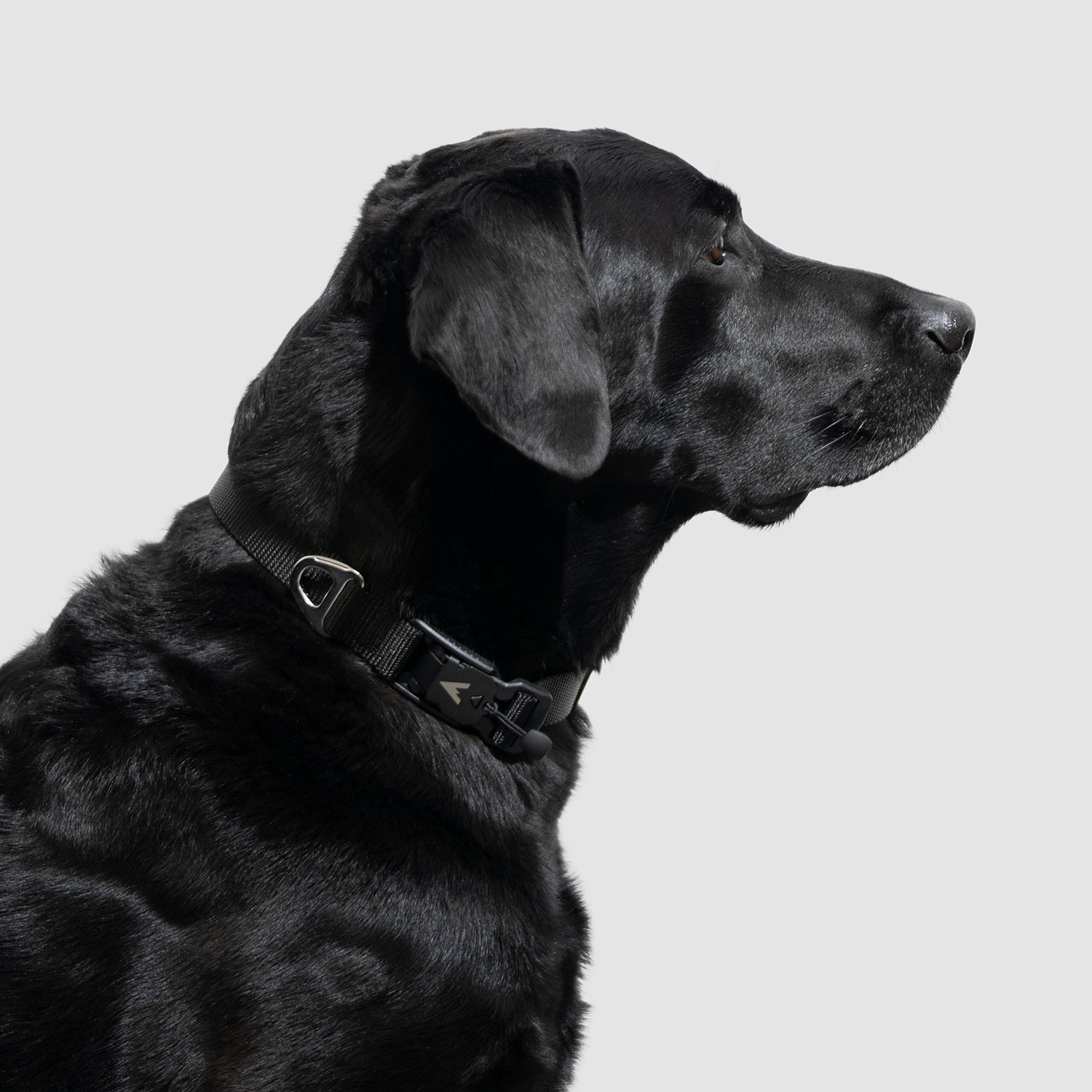 Lifetime Lite Collar - Durable Adjustable Dog Collar for Small & Medium Dogs - Perfect for Daily Walks, Training & Outdoor Adventures