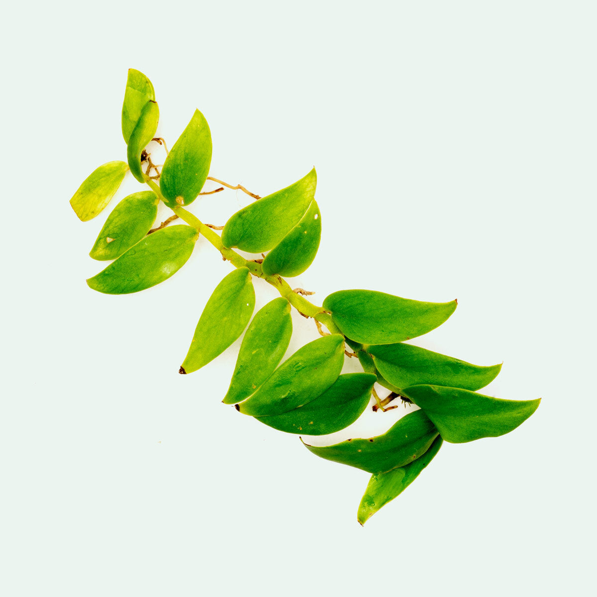 Rhaphidophora Sp. - Rare Tropical Houseplant for Indoor Decor, Office & Home Gardening | Easy Care & Air Purifying Plant