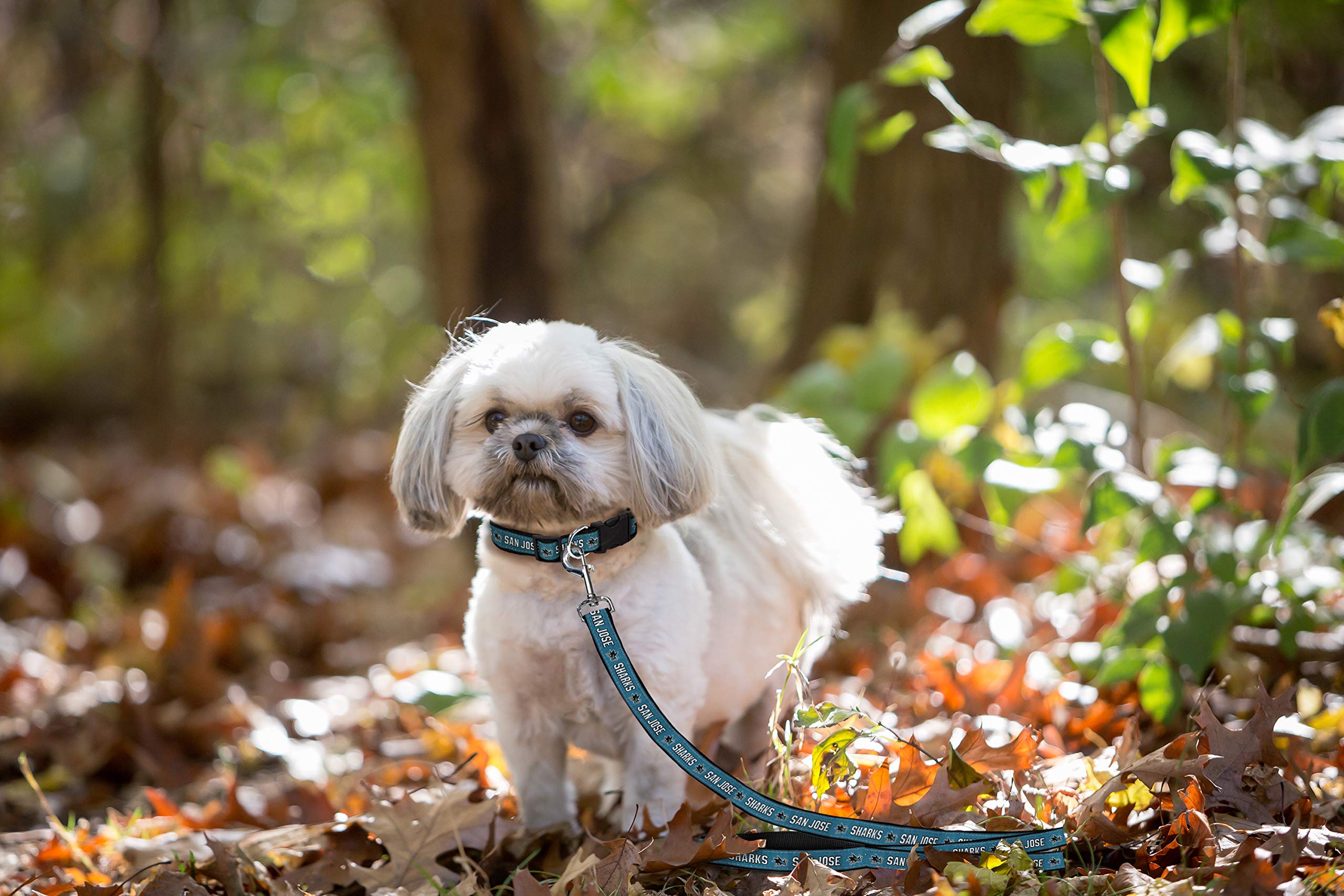 San Jose Sharks NHL Pet Leash for Dogs & Cats - 6ft Hockey Fan Dog Leash with 1-Inch Width (Large, SJS-3031-LG) - Perfect for Game Day Walks & Hockey-Themed Outings
