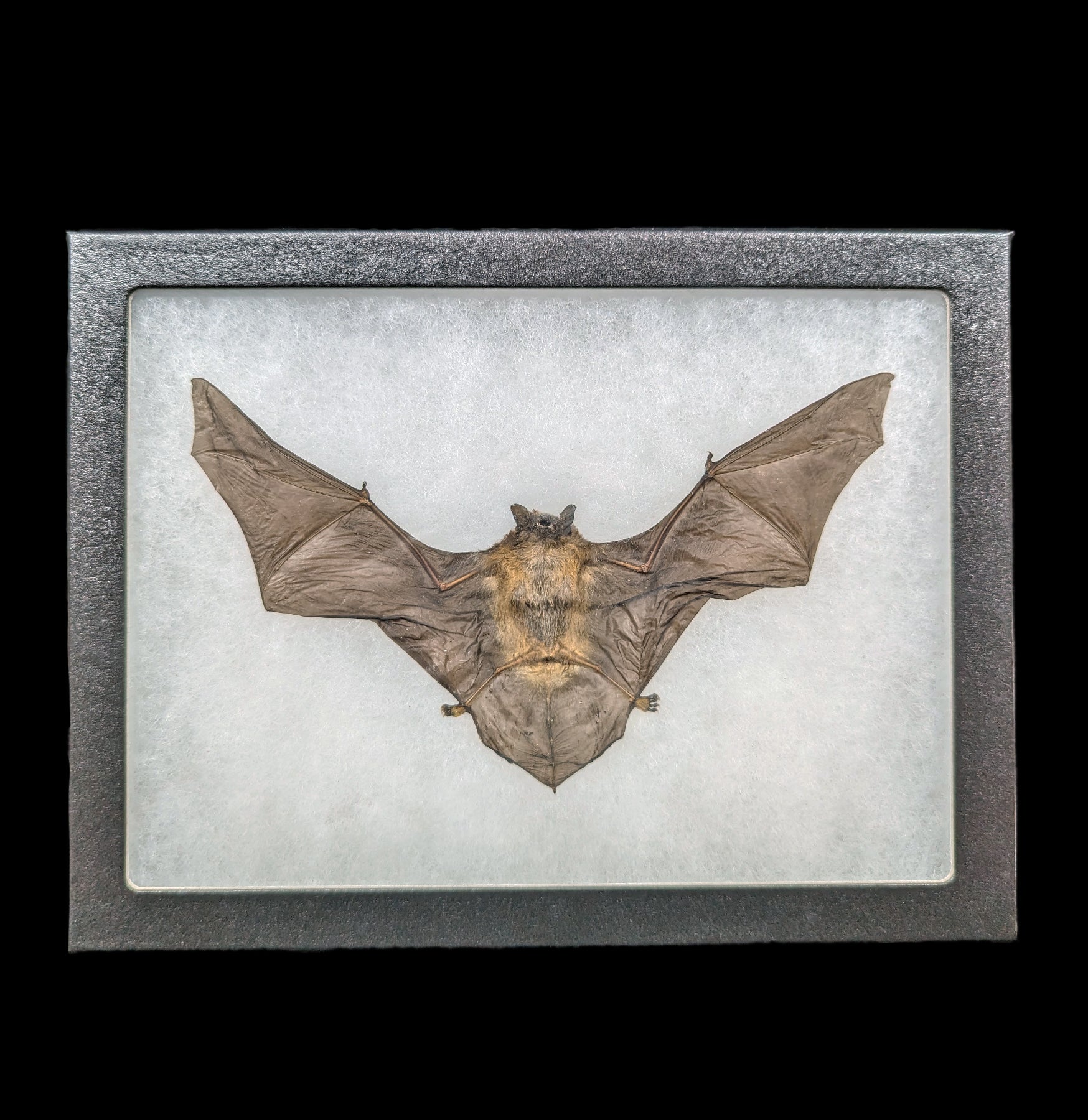 Authentic Tylonycteris Pachypus Taxidermy Bat in Riker Frame - Museum Quality Specimen for Home Decor, Gothic Display & Science Education