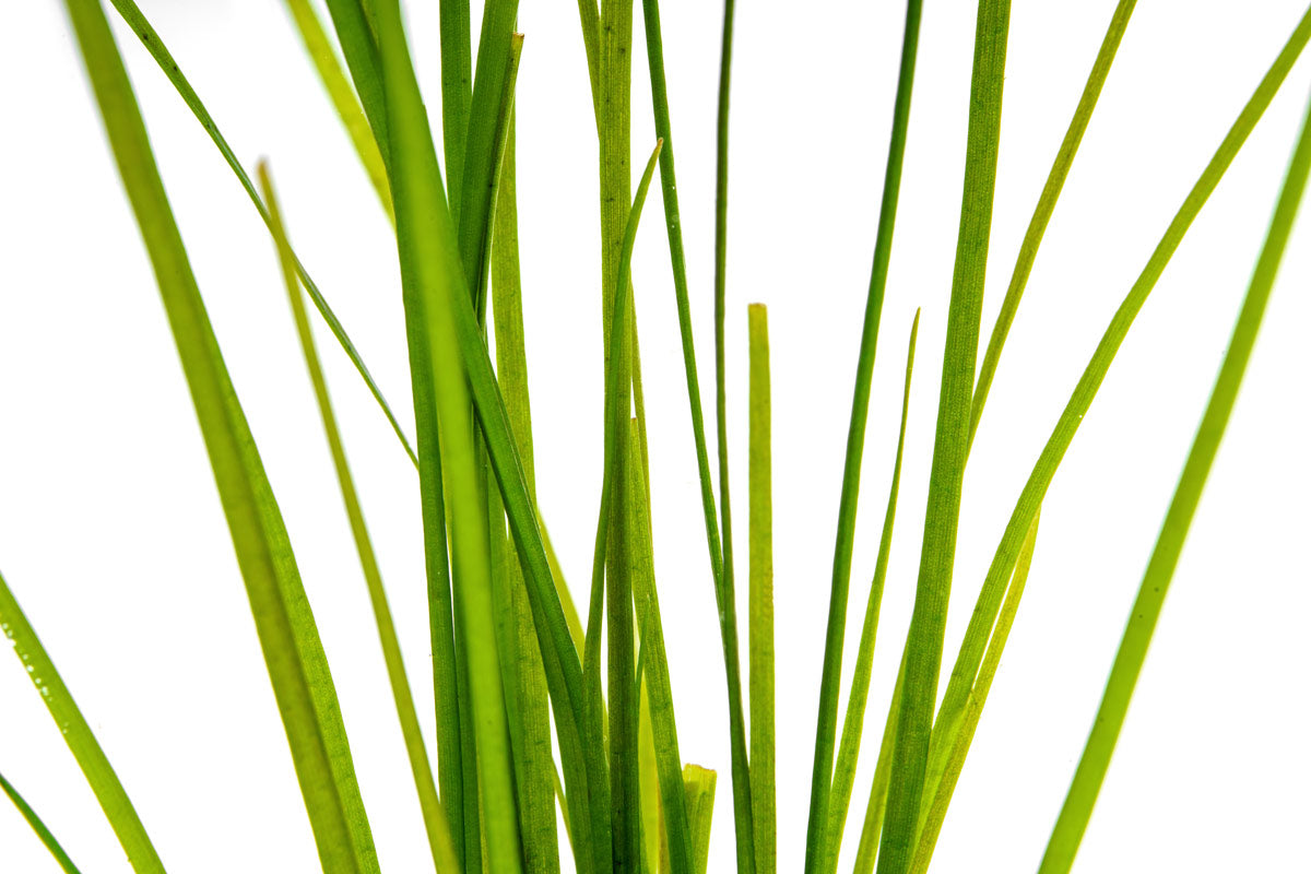 Vallisneria Nana Aquatic Plants for Freshwater Aquariums - Perfect for Fish Tanks, Aquascaping & Low-Light Aquarium Decor