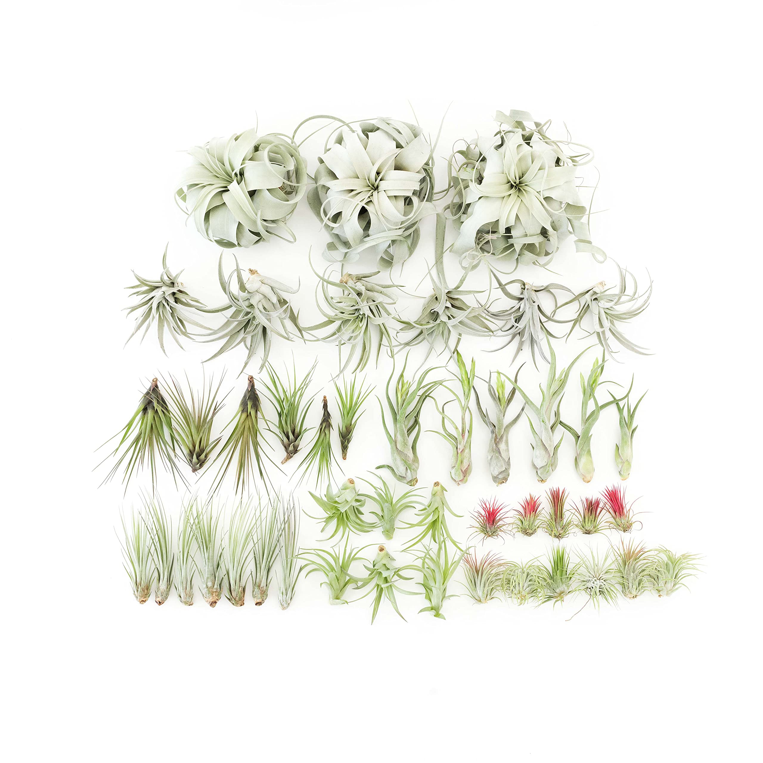 48 Live Tillandsia Air Plant Variety Pack - Easy Care Succulent House Plants for Home & Garden Decor - Bulk Wholesale Indoor Outdoor Plants for Terrariums, Office Desks & Wedding Centerpieces