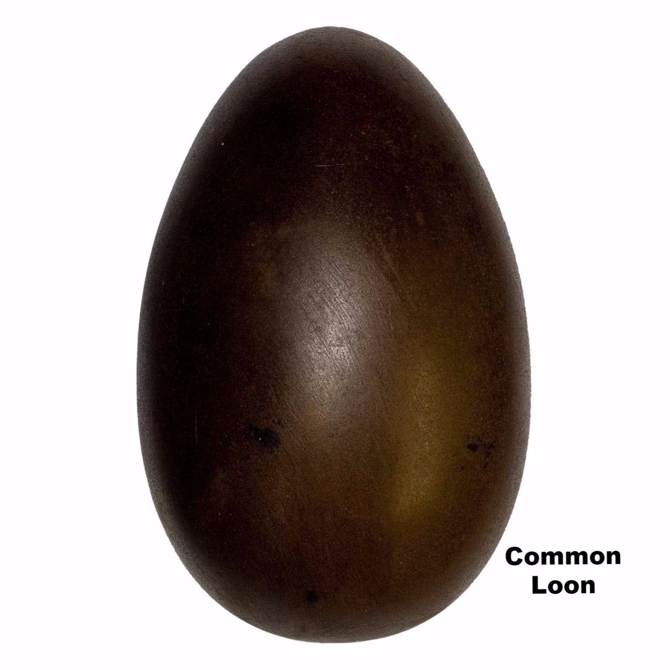 Authentic Replica Common Loon Egg - 84mm Lifelike Waterfowl Decoy for Bird Watching & Nature Collection