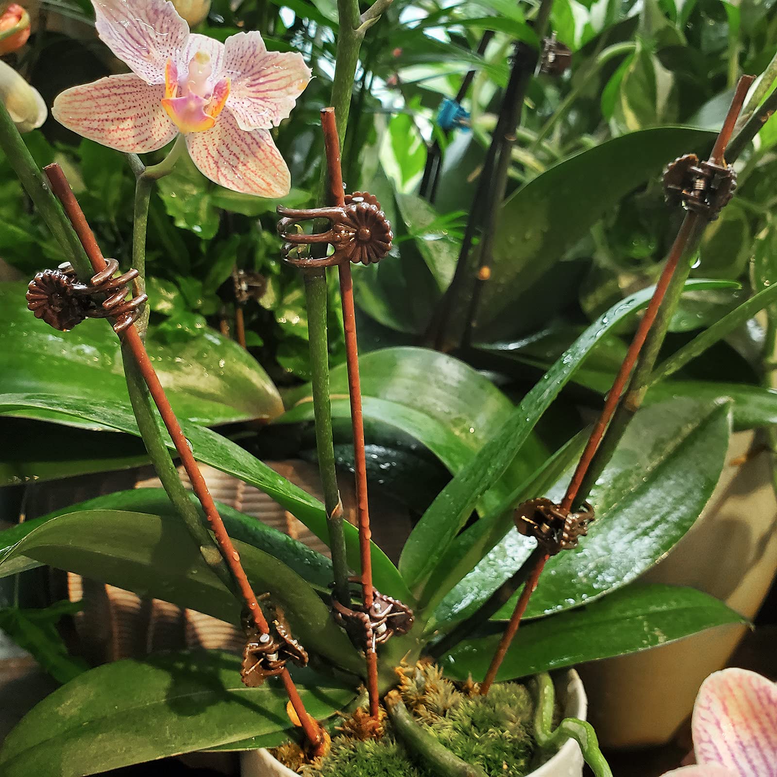 Heeqinn Toothy Orchid Clips - 100pcs Plant Support Clips for Climbing Plants, Vines, and Stems - Secure to Bamboo Stakes, Trellis, or Plant Cages - Perfect for Orchids, Tomatoes, and Garden Support Systems - Indoor & Outdoor Gardening Essentials