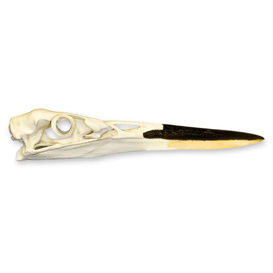 Authentic Replica Great Blue Heron Skull - Lifelike Bird Skull Decoration for Home, Office & Halloween Decor | Perfect for Gothic, Nature & Taxidermy Enthusiasts