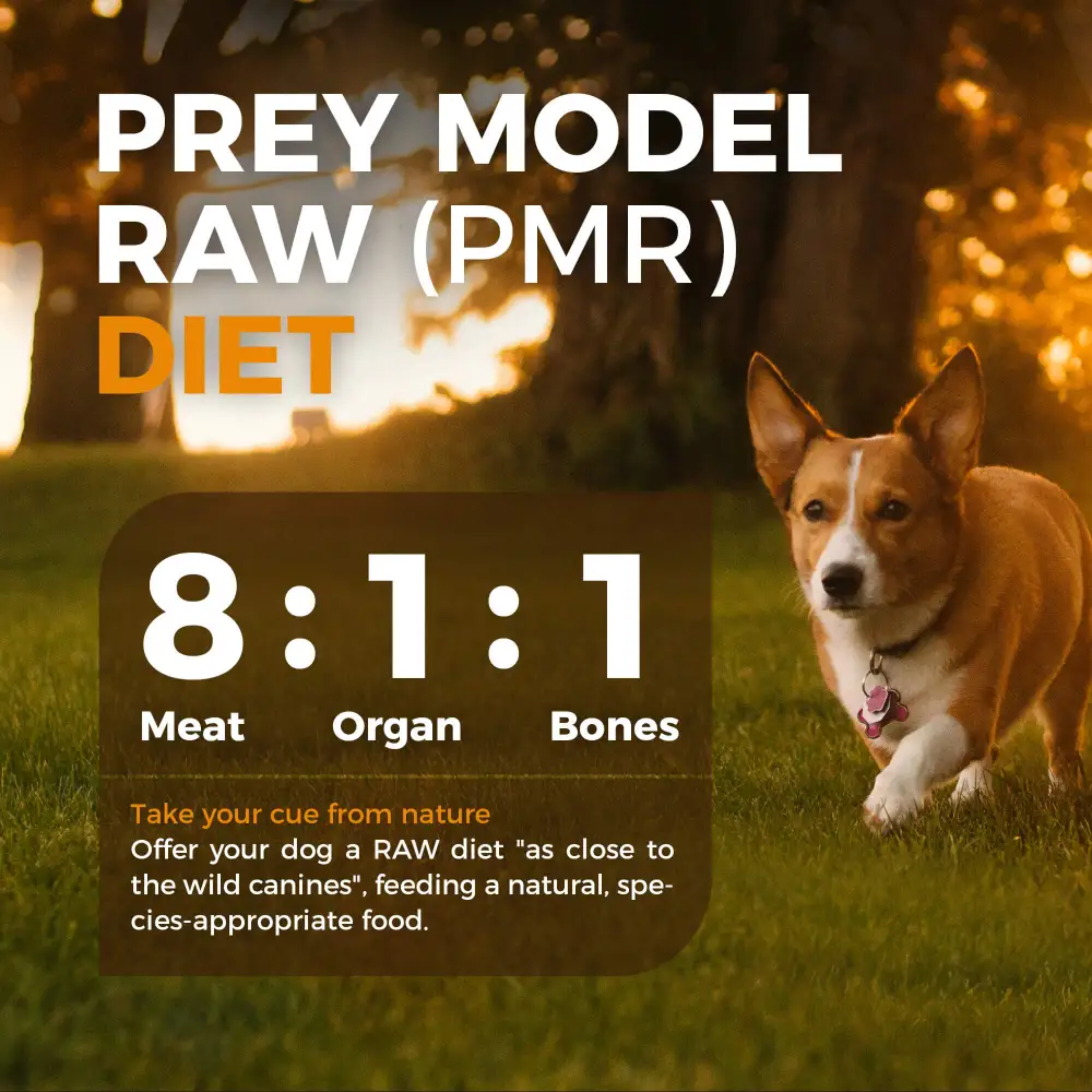 Premium Freeze-Dried Raw Dog Food - Furry Wonder Mobility Advance Recipe for Joint Health (2 Sizes) | Ideal for Active Dogs & Senior Pets with Mobility Support Needs