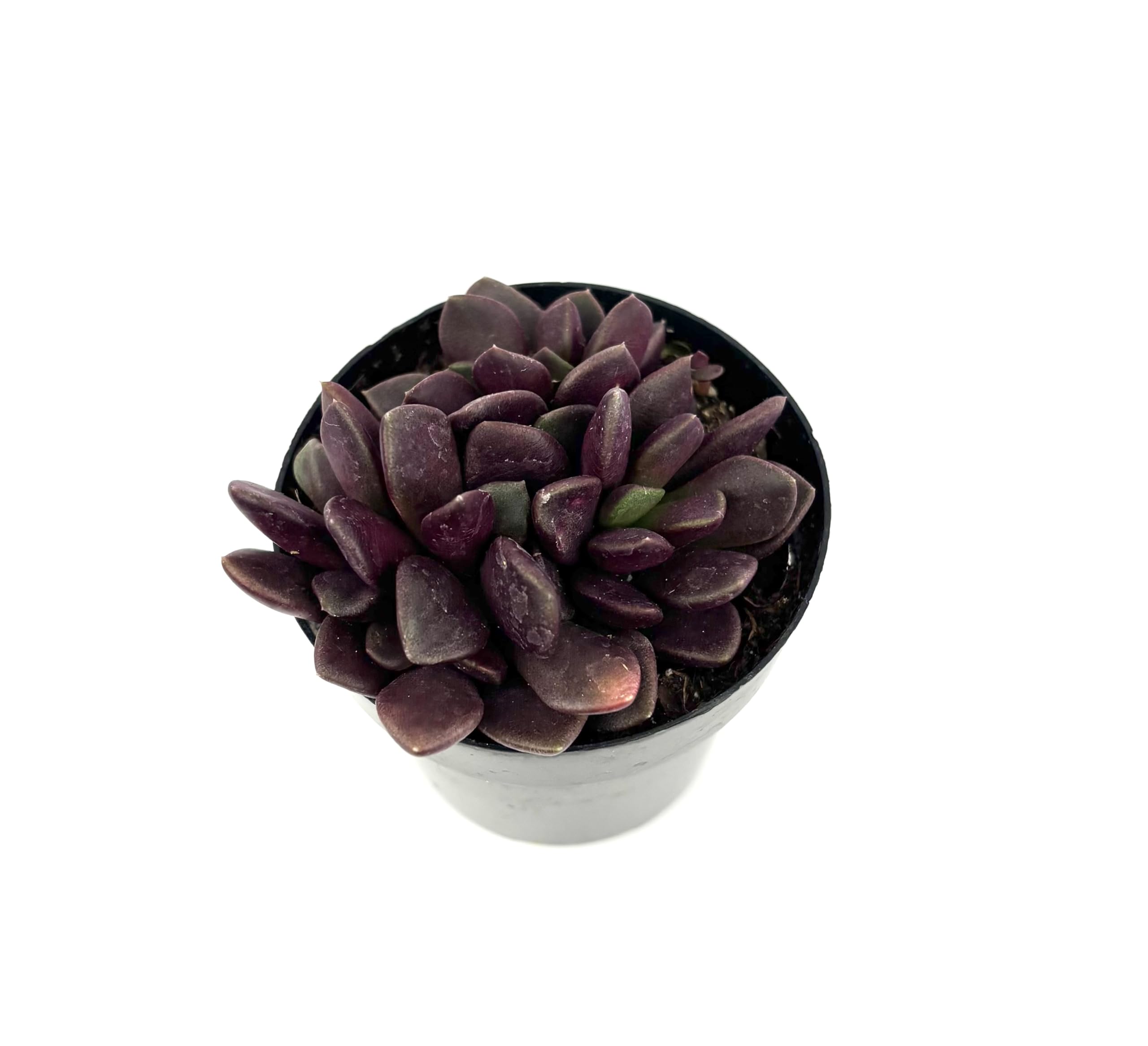 Anacampseros Purple Giant - Rare Purple Sand Rose Succulent Plant in 2.5