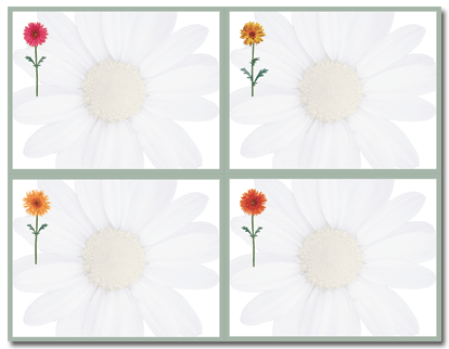 4-Pack Daisy Floral Postcards - Vintage Botanical Greeting Cards for Birthdays, Thank You Notes & DIY Scrapbooking