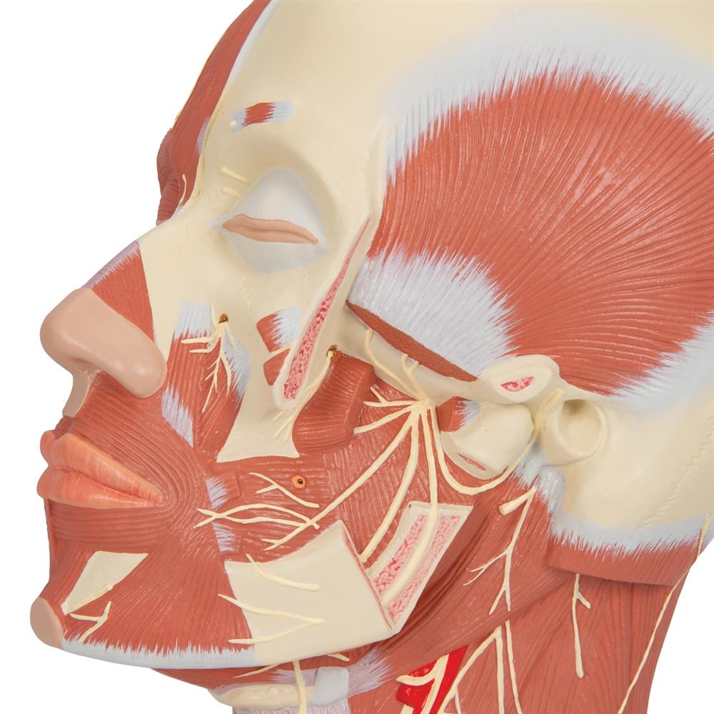 Human Head and Neck Musculature Anatomy Model with Nerves - Perfect for Medical Students, Anatomy Classes & Healthcare Professionals Training