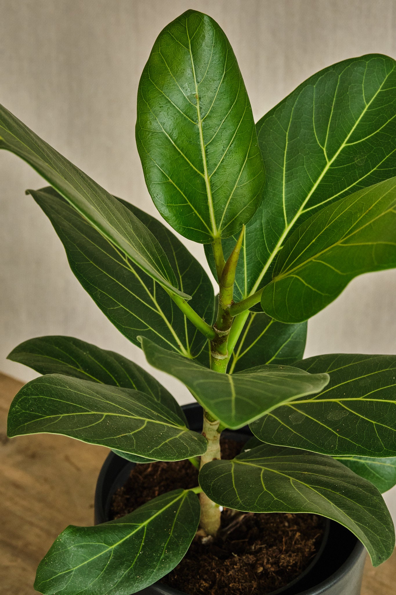Ficus Benghalensis 'Audrey' - Live Indoor Bonsai Tree for Home & Office Decor | Perfect for Zen Gardens, Living Rooms, and Workspaces