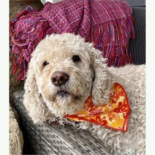 Sunshine Flowers Pet Bandana for Dogs & Cats - Cute Floral Pattern Dog Bandana & Cat Scarf for Special Occasions, Photo Shoots & Daily Wear