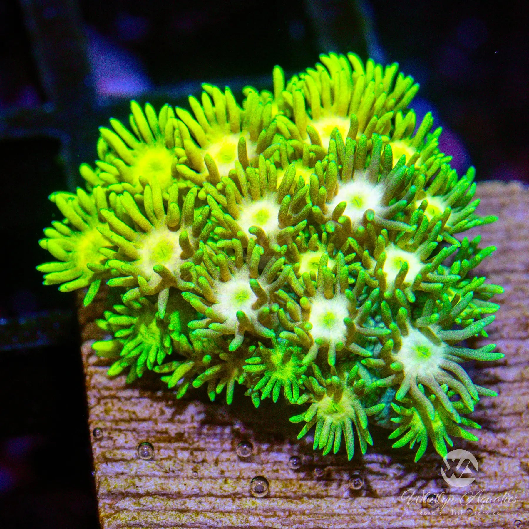 C52 WA Rainbow Highlighter Goni - New Release! WYSIWYG Coral for Saltwater Aquariums | Perfect for Reef Tanks & Nano Tanks