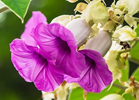Elephant Creeper