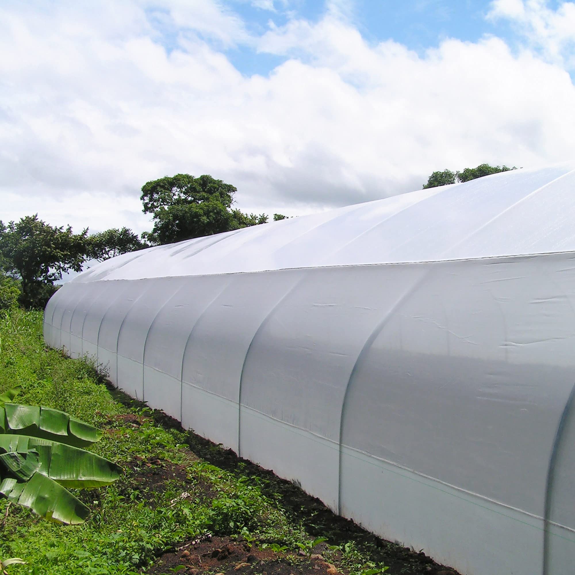 32 ft x 50 ft Clear Greenhouse Plastic Sheeting - 6 Mil Thick UV Resistant Polyethylene Film for Plants | Durable 4-Year Protection for Gardening, Hydroponics & Commercial Greenhouses