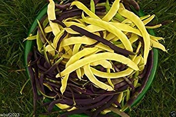 Heirloom Gold of Bacau Wax Pole Bean Seeds - 50 Count | Rare Romanian Variety for Home Gardening & Sustainable Farming