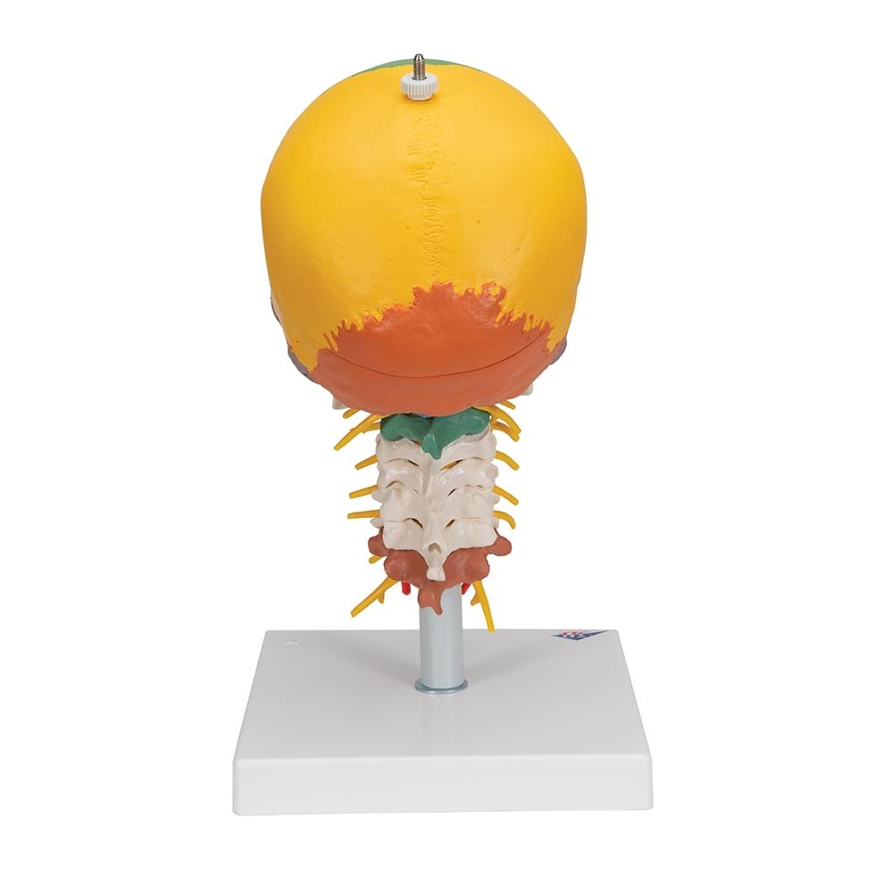 4-Part Didactic Skull Model with Cervical Spine - Human Anatomy Educational Tool for Medical Students & Dentists - Perfect for Classroom Study & Clinical Training