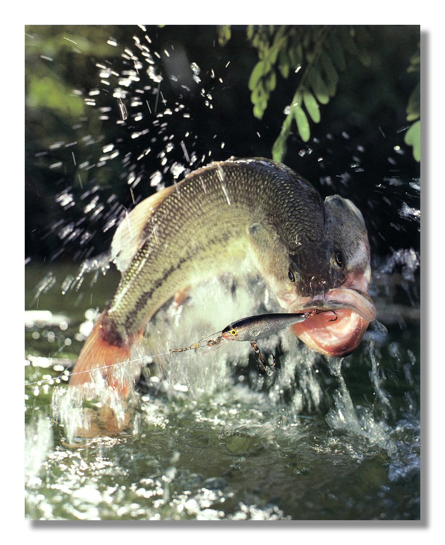 Premium Large Mouth Bass Fishing Lure Wall Art - Framed & Matted Photo Print for Home & Office Decor | Perfect for Angler Gifts & Man Cave Decor