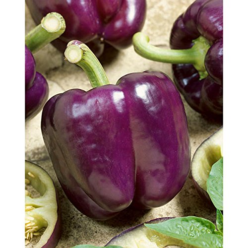 Organic Non-GMO Purple Heirloom Sweet Bell Pepper Seeds - Perfect for Home Gardening, Vegetable Patches & Sustainable Farming
