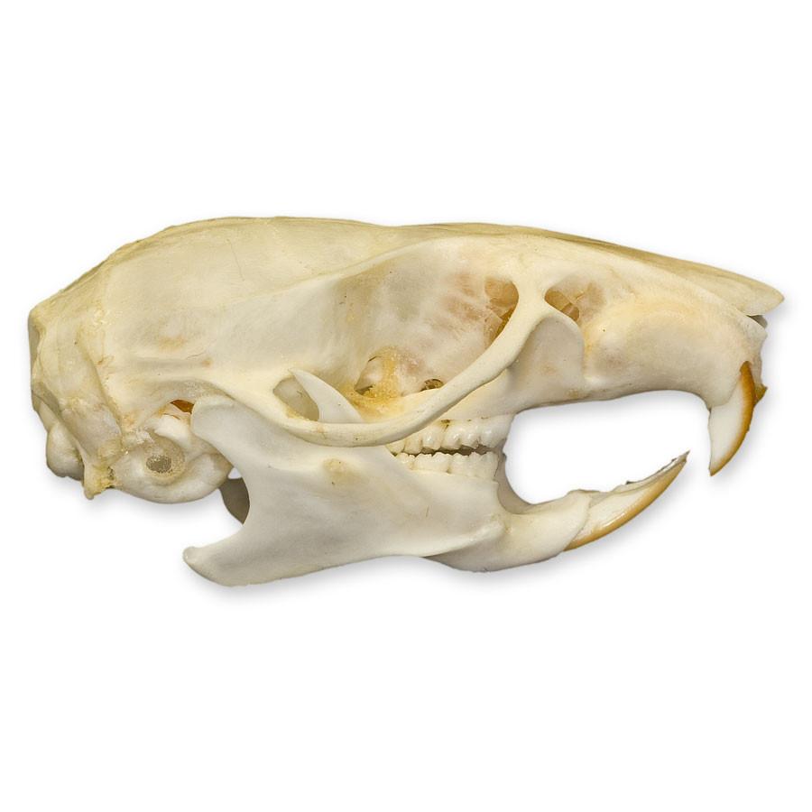Authentic Rice Field Rat Skull - Real Animal Bone Specimen for Taxidermy, Oddity Collectors & Gothic Decor - Perfect for Halloween, Dark Academia & Curio Cabinets