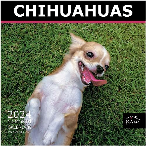 22 - Chihuahuas