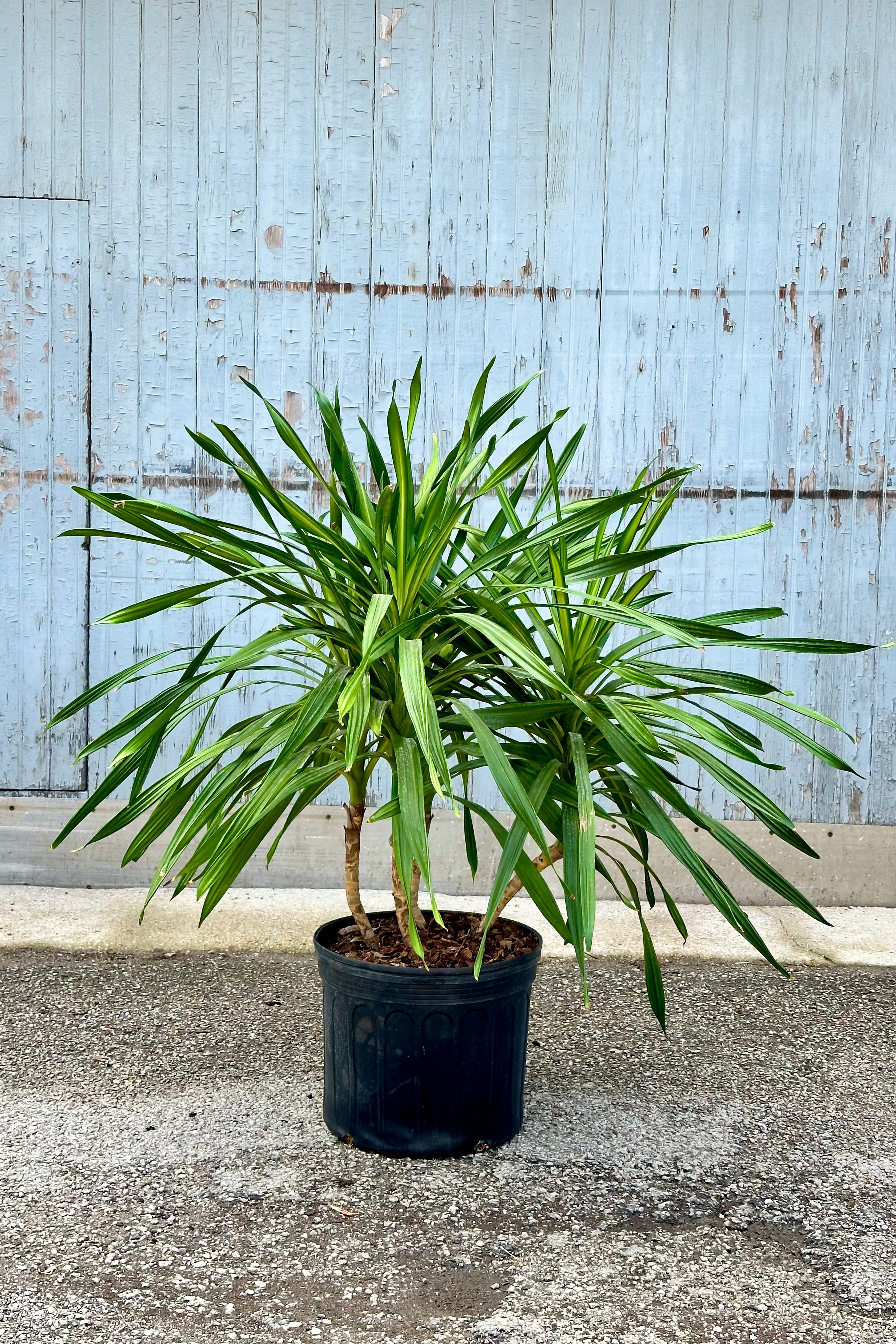 Dracaena deremensis 'Rikki' 14 Tips - Premium Indoor Plant for Home & Office Decor - Perfect for Living Room, Bedroom, and Workspace Air Purification