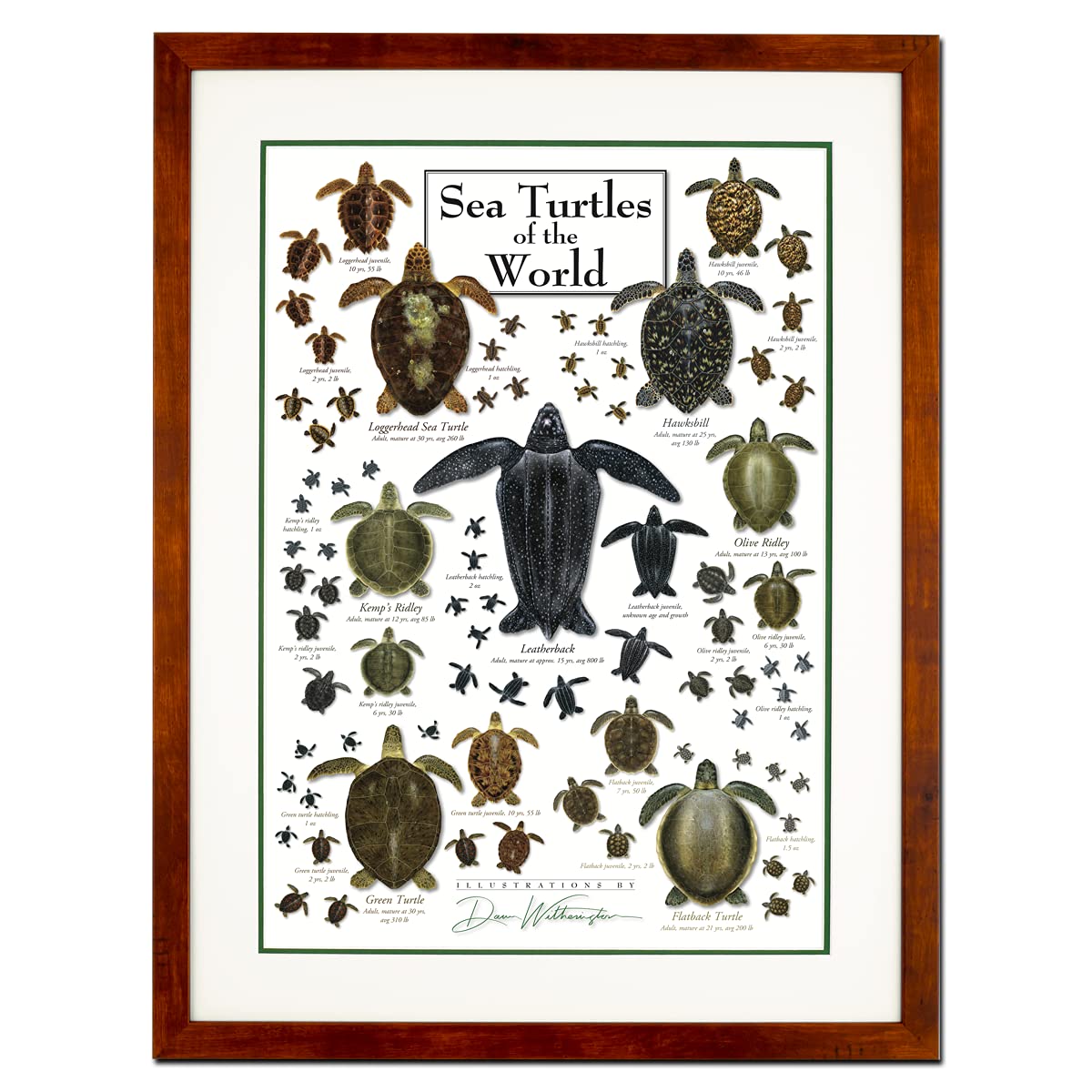 Earth Sky + Water - Sea Turtles of the World - Double-Matted Ocean Wildlife Posters with Honey Frame - Perfect for Beach House Decor & Marine Biology Classroom