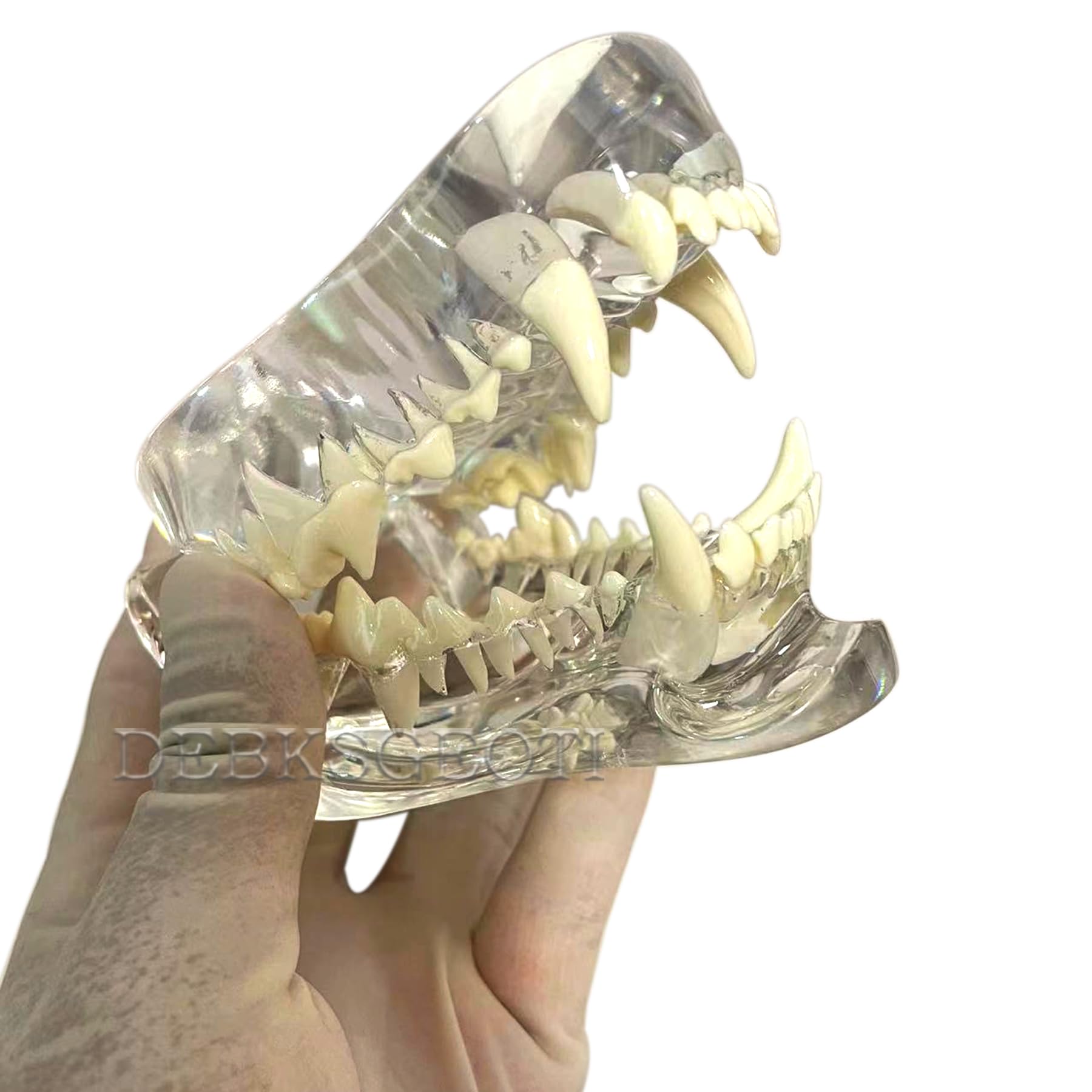 DEBKSGEOTI Clear Dental Dog Typodont Model - Canine Oral Anatomy Teeth Jaw for Veterinary Clinics, Pet Dental Training & Education - Perfect for Vet Office Demonstrations & Dental Practice
