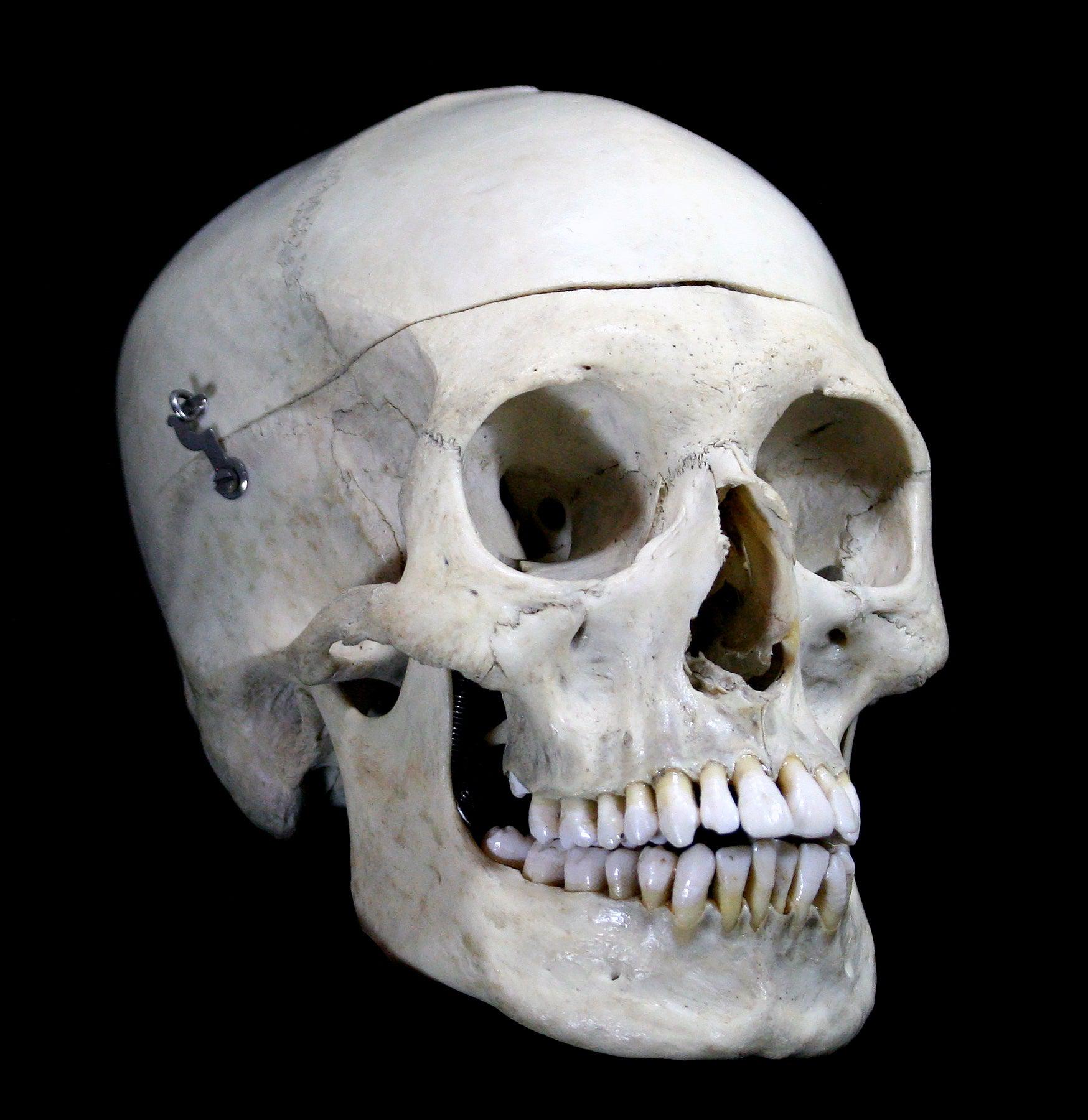Realistic Male Human Skull Replica - Perfect for Halloween Decor, Medical Study & Anatomy Education - Durable & Lifelike Design for Home, Classroom & Office Display