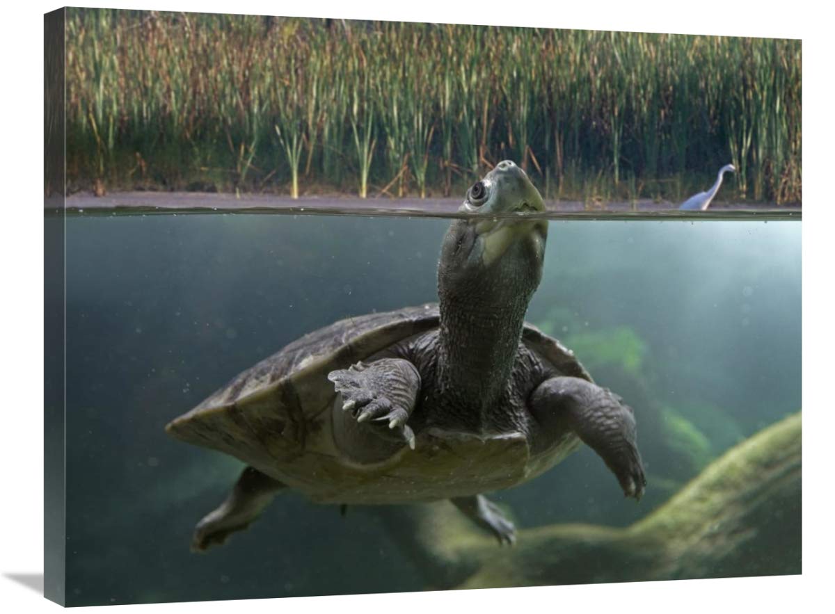 Global Gallery Turtle Breathing at Surface Jurong Bird Park Singapore Canvas Art Print 32x24 Inches - Stunning Wall Decor for Living Room, Bedroom & Office