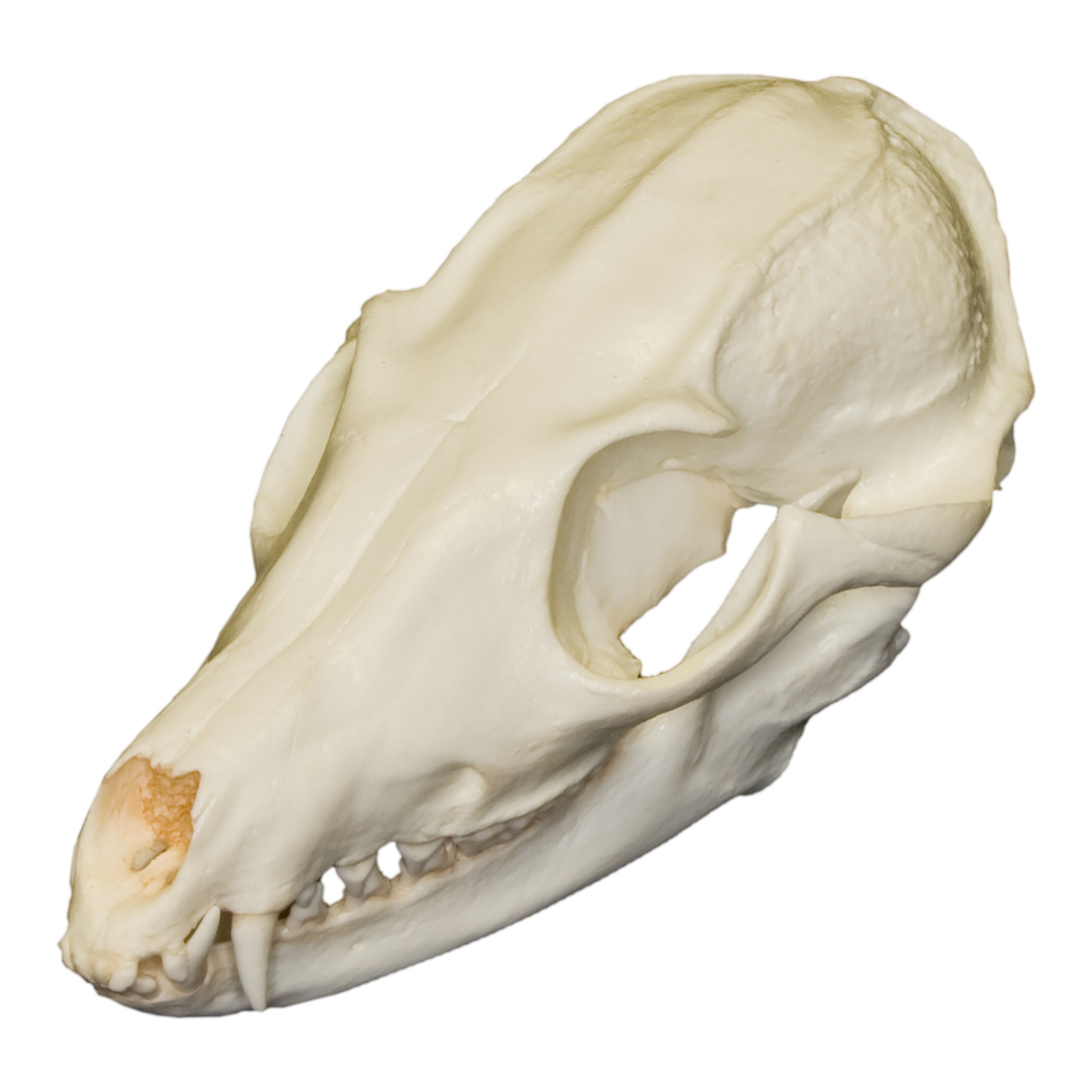 Replica Bat-Eared Fox Skull - Lifelike Animal Skull Model for Home Decor, Halloween Props, and Educational Displays