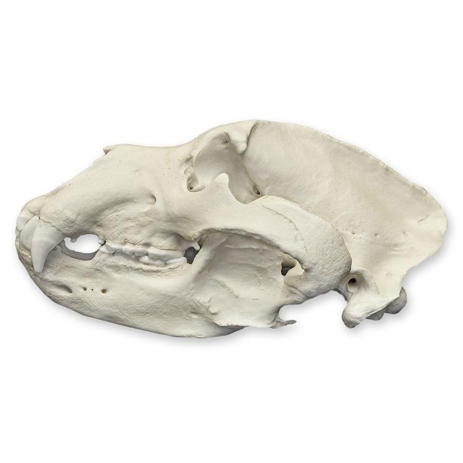 Authentic Replica Kodiak Grizzly Bear Skull - Lifelike Decoration for Home, Office, or Hunting Lodge - Perfect for Halloween, Taxidermy Displays & Wilderness Themed Decor