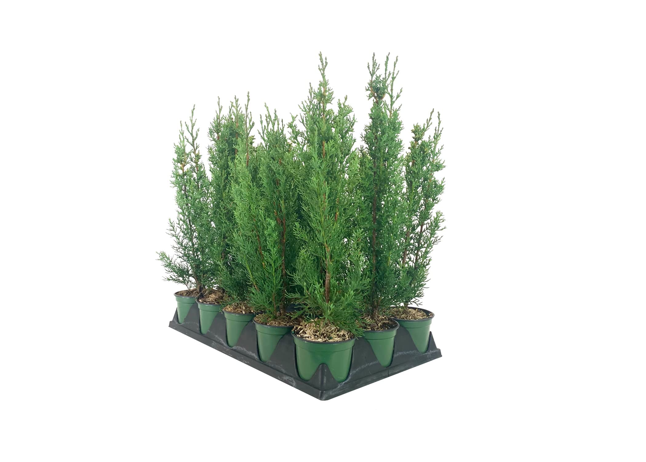Italian Cypress Tree (Cupressus Sempervirens) - 10 Live 4 Inch Potted Plants for Mediterranean Landscaping, Privacy Hedges & Elegant Garden Decor
