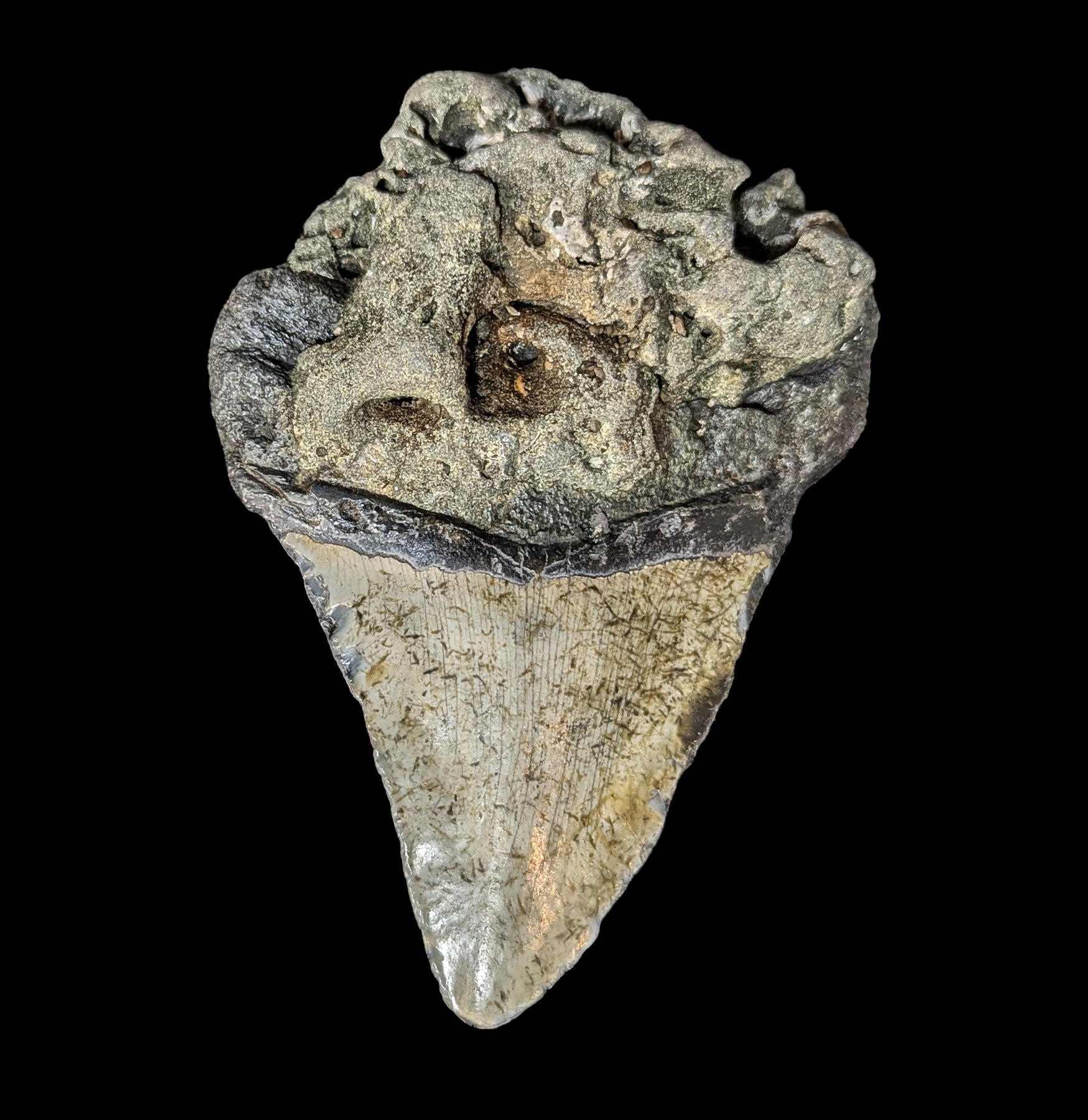 Authentic Megalodon Shark Tooth Fossil - Large Prehistoric Specimen #54 for Collectors, Display & Educational Use