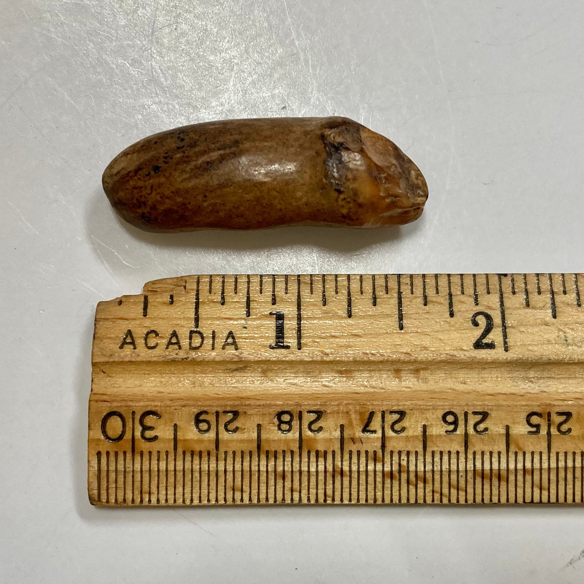 Authentic Fossil Beluga Whale Tooth - Rare Collectible for Marine Enthusiasts & Fossil Hunters | Perfect for Home Decor, Educational Displays & Unique Gifts