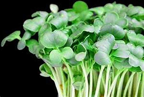 Creasy Greens Southern Seeds (200 Count) - Heirloom, Non-GMO, Easy to Grow | Perfect for Salads, Soups, and Southern Cooking