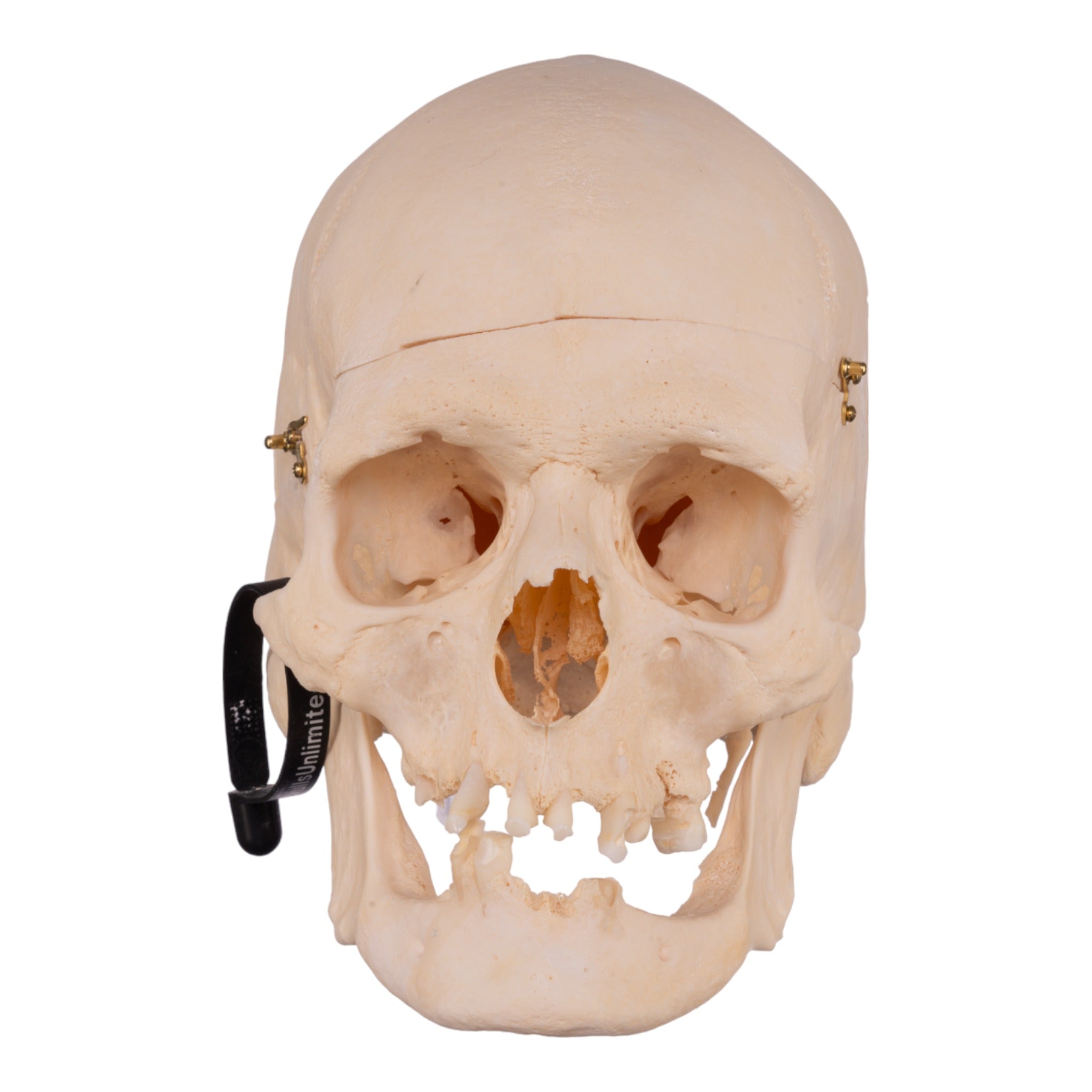 Authentic Human Skull Model for Medical Research & Anatomy Study - Perfect for Medical Training, Classroom Education & Halloween Decor