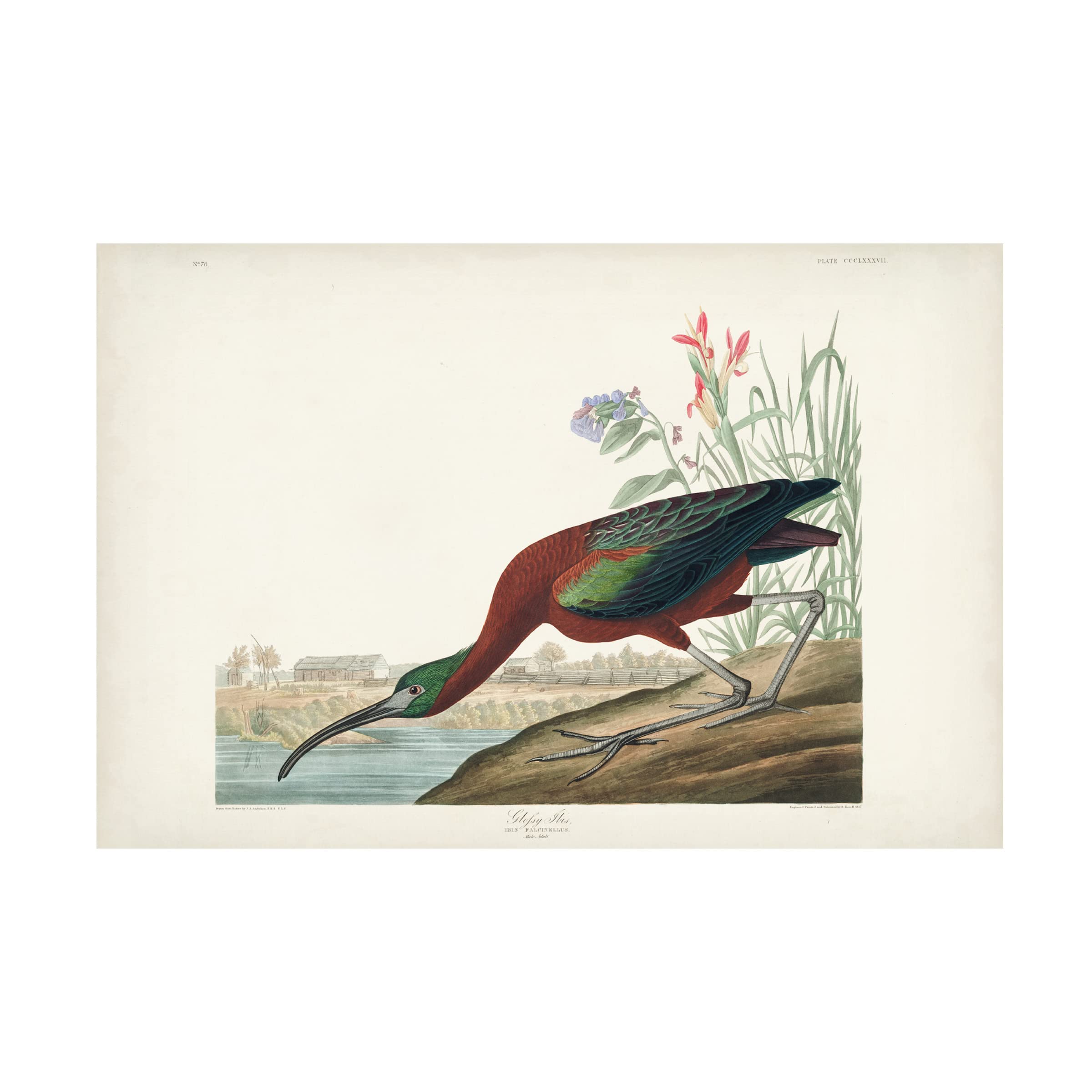John James Audubon 'Glossy Ibis' Canvas Art Print - 16x24 Inch Premium Wall Decor for Living Room, Bedroom & Office | Trademark Fine Art Collection