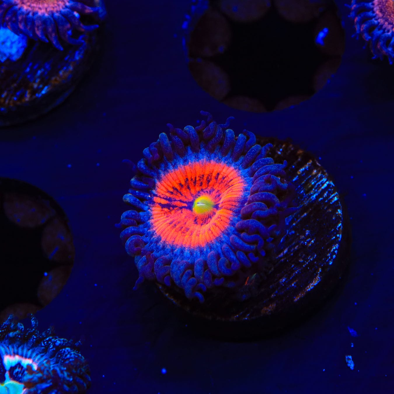 Everlasting Gobstopper Zoanthids Coral - Vibrant Saltwater Aquarium Coral for Reef Tanks | Perfect for Marine Aquascaping and Coral Propagation