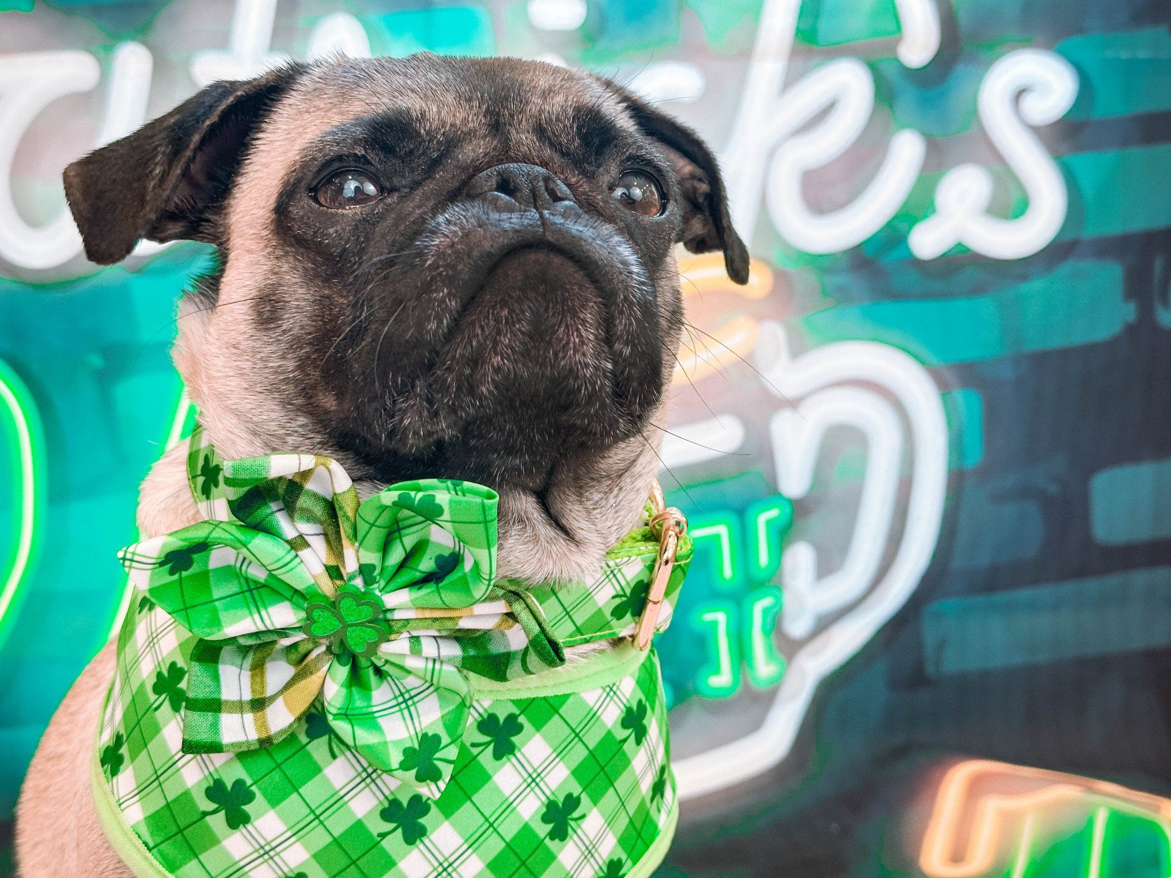 St. Patrick's Day Dog Collar with Flower Plaid & Shamrock - Festive Pet Accessory for Irish-Themed Parties & Parades