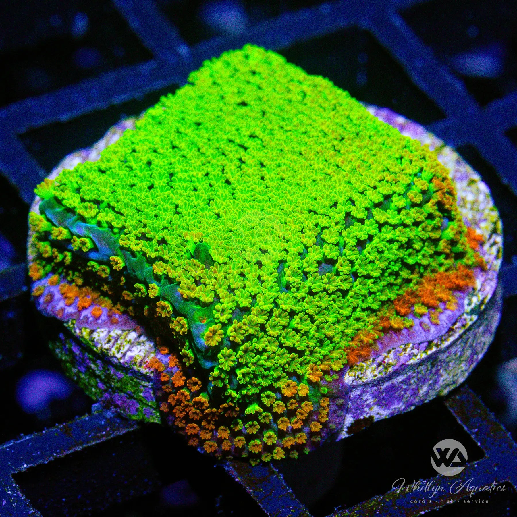 A13 Rainbow Monti Coral - Premium WYSIWYG Live Coral for Saltwater Aquariums | Perfect for Reef Tanks & Coral Propagation