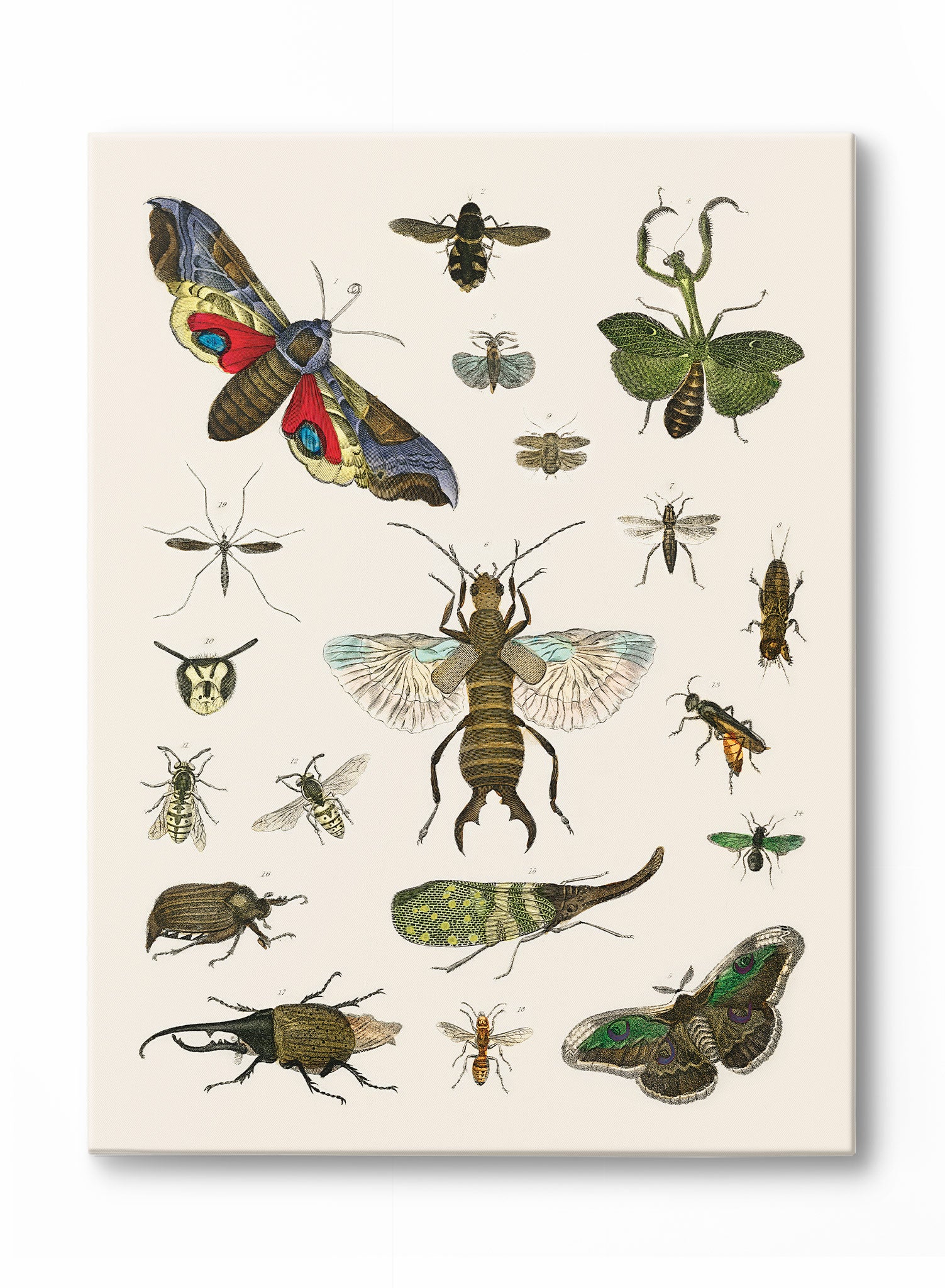 Bug Studies Canvas - High-Quality Insect Art Prints for Home & Office Decor | Perfect for Nature Lovers & Science Enthusiasts