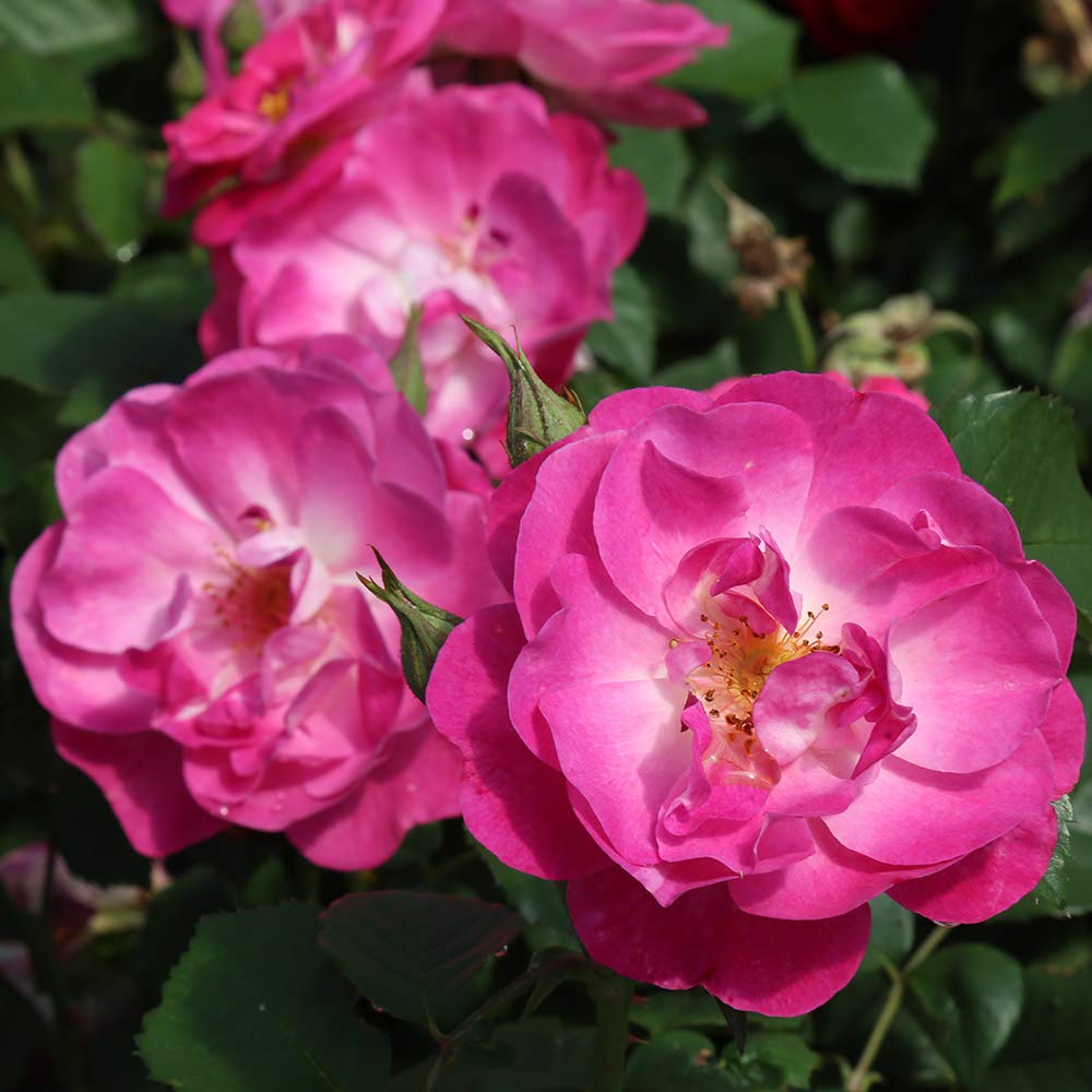 Heirloom Roses Easy to Please™ Pink Floribunda Rose Bush - Live Outdoor Garden Plant for Landscaping, Borders & Container Gardening