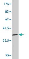 Anti-RPS7 Mouse Monoclonal Antibody [Clone: 3G4] - 100µG for Western Blot, Immunoprecipitation & Immunofluorescence - Lab Research Use