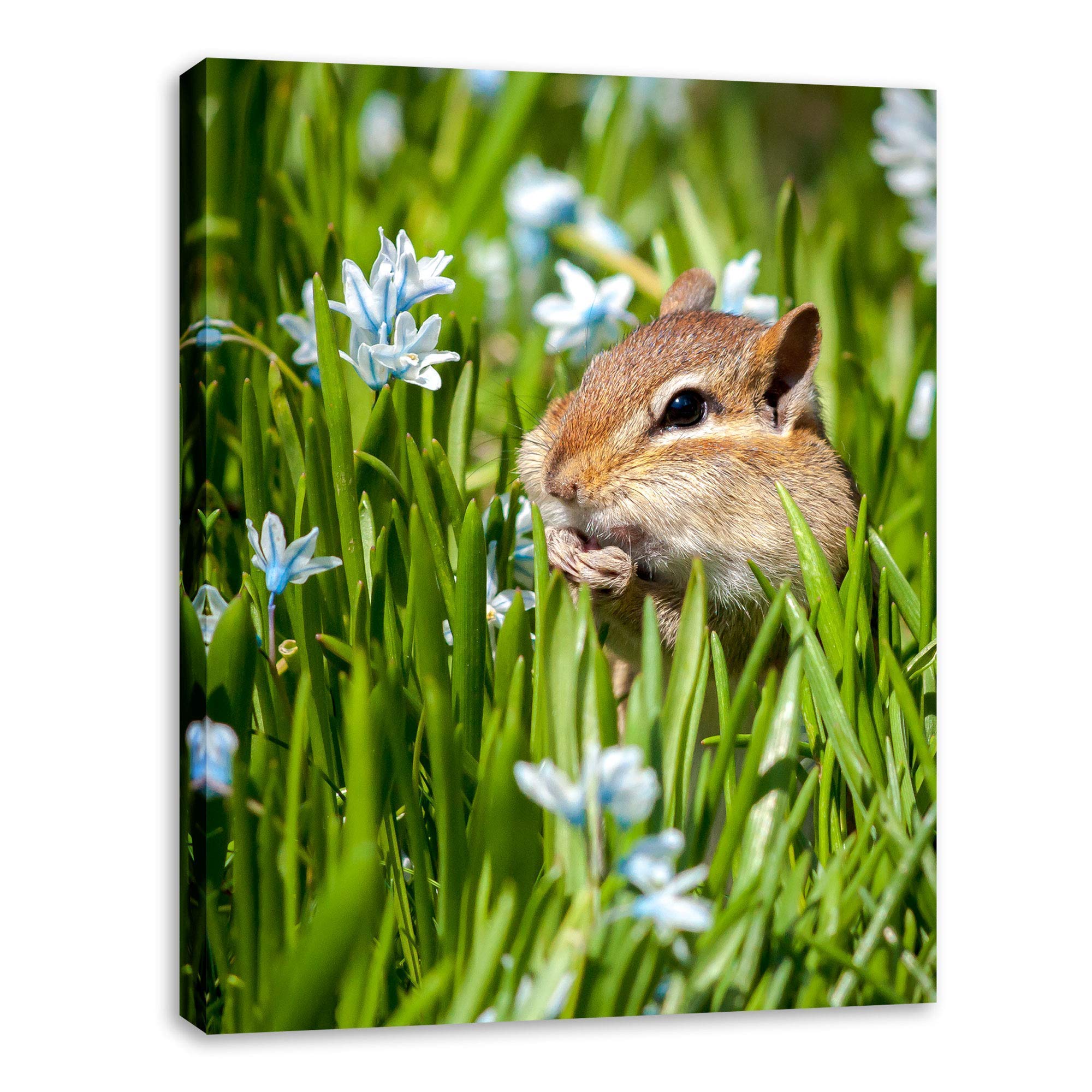 Chipmunk Wall Art Photography - Cute Wildlife Decor for Living Room, Bedroom & Office | Nature-Inspired Home Decor