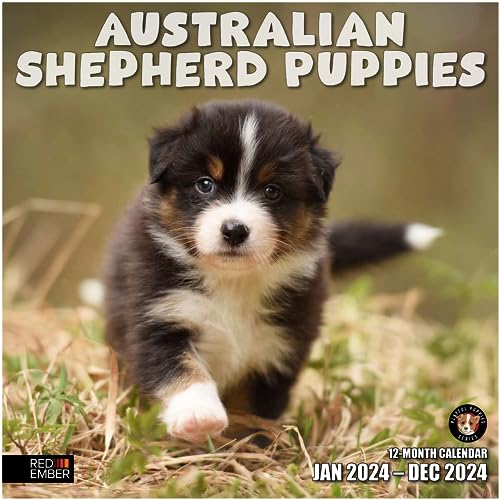 04 - Australian Shepherd Puppies