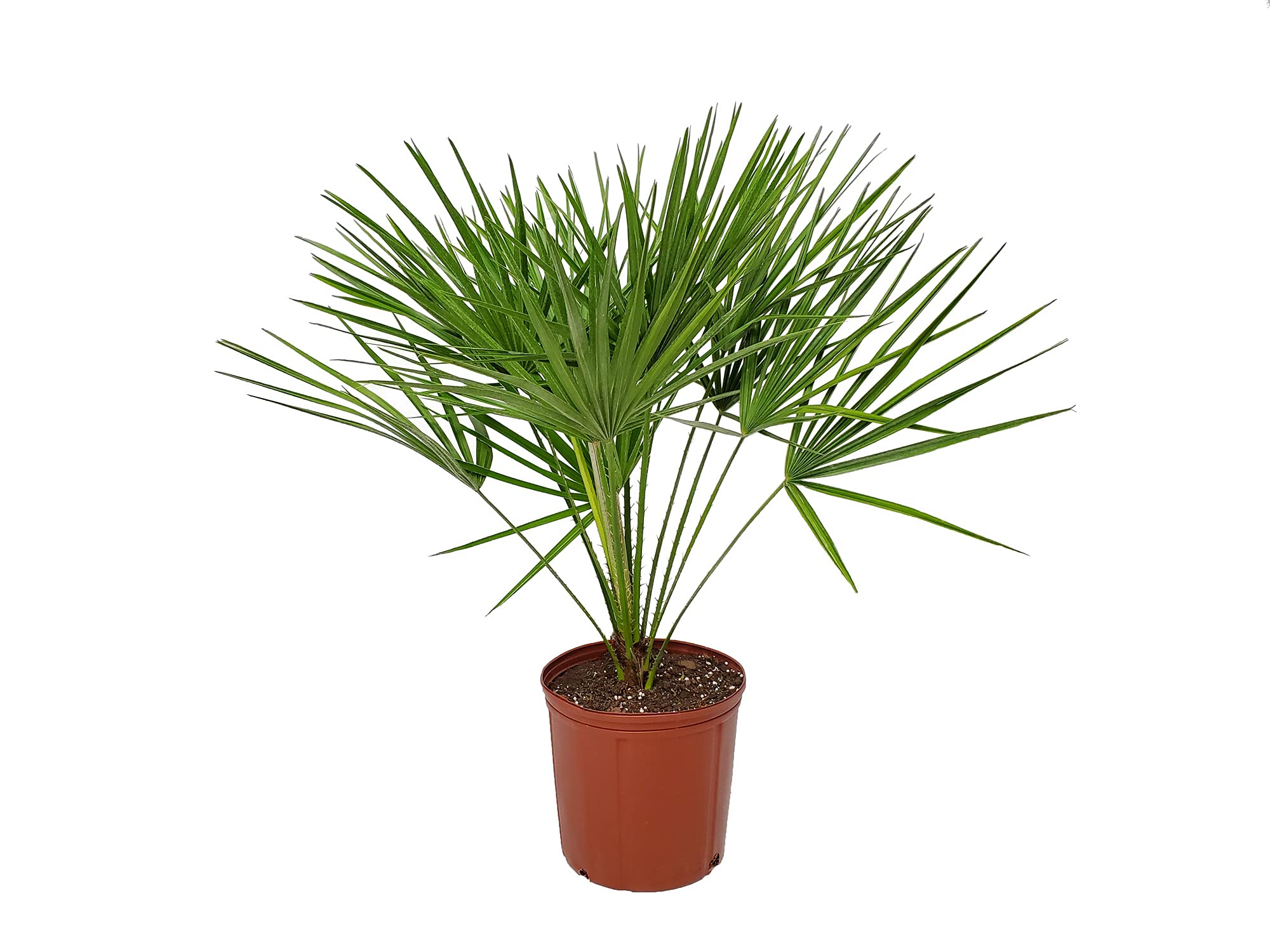 European Fan Palm Tree - 30