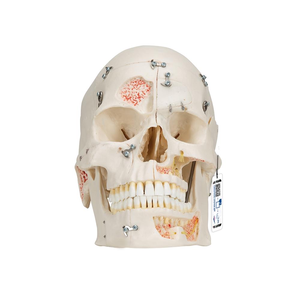 Premium 10-Part Dental Skull Model for Human Anatomy Demonstration - Ideal for Dental Students, Professionals & Medical Education