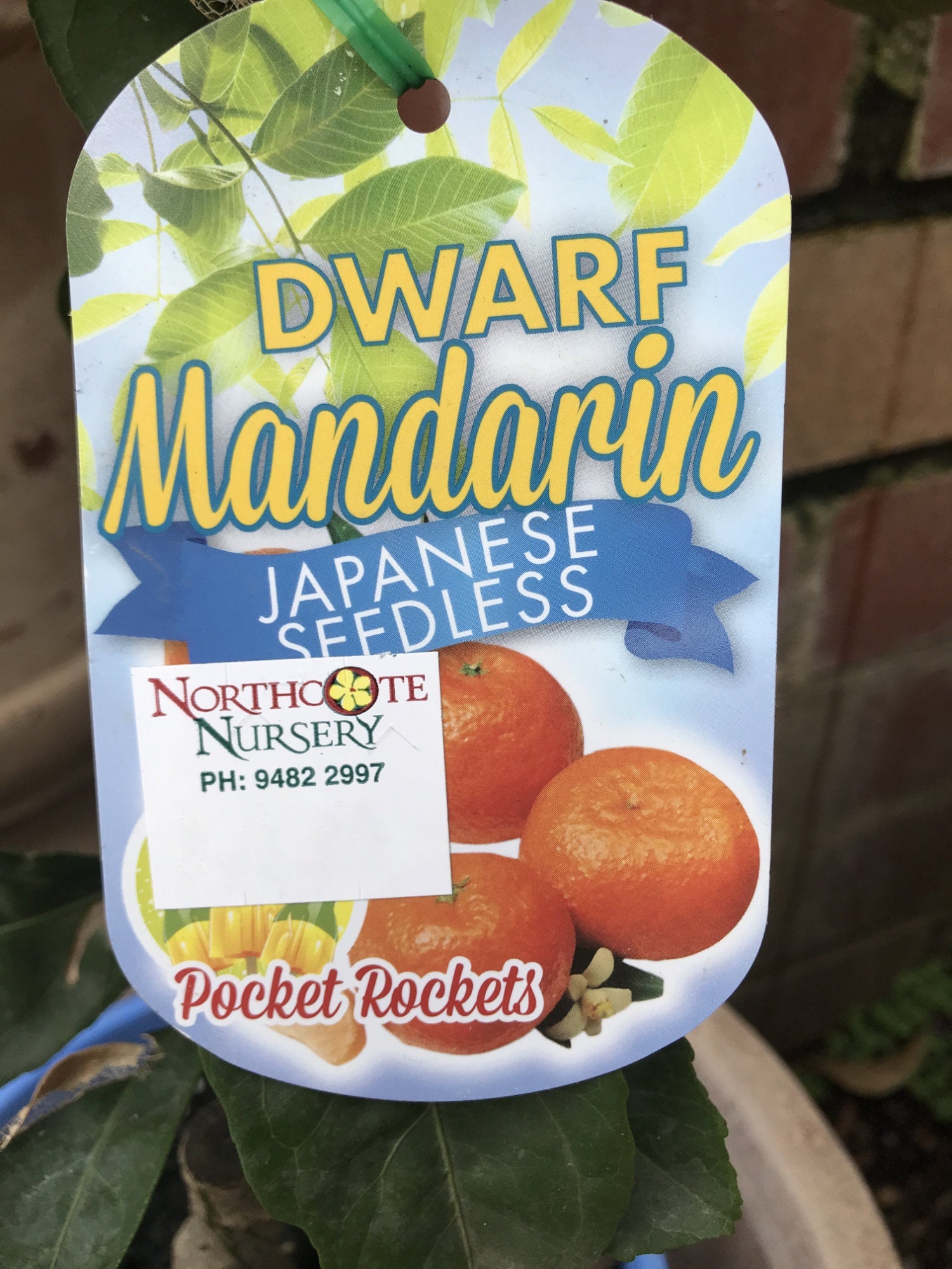 Seedless Dwarf Mandarin Tree - Sweet & Easy to Grow Japanese Citrus for Home Gardens & Patios | Perfect for Fresh Snacking, Juicing & Decorative Landscaping